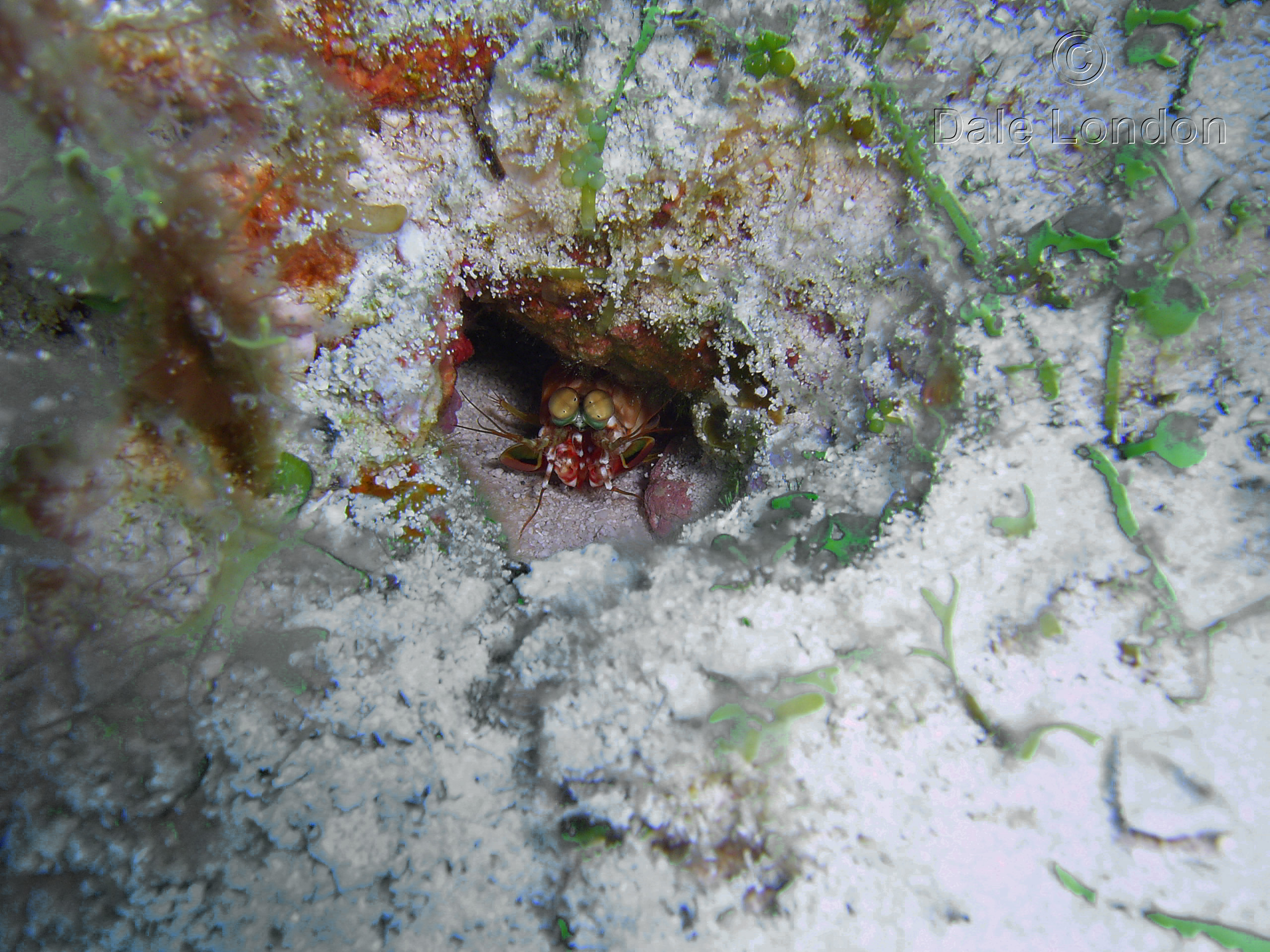 Cozumel Mantis Shrimp