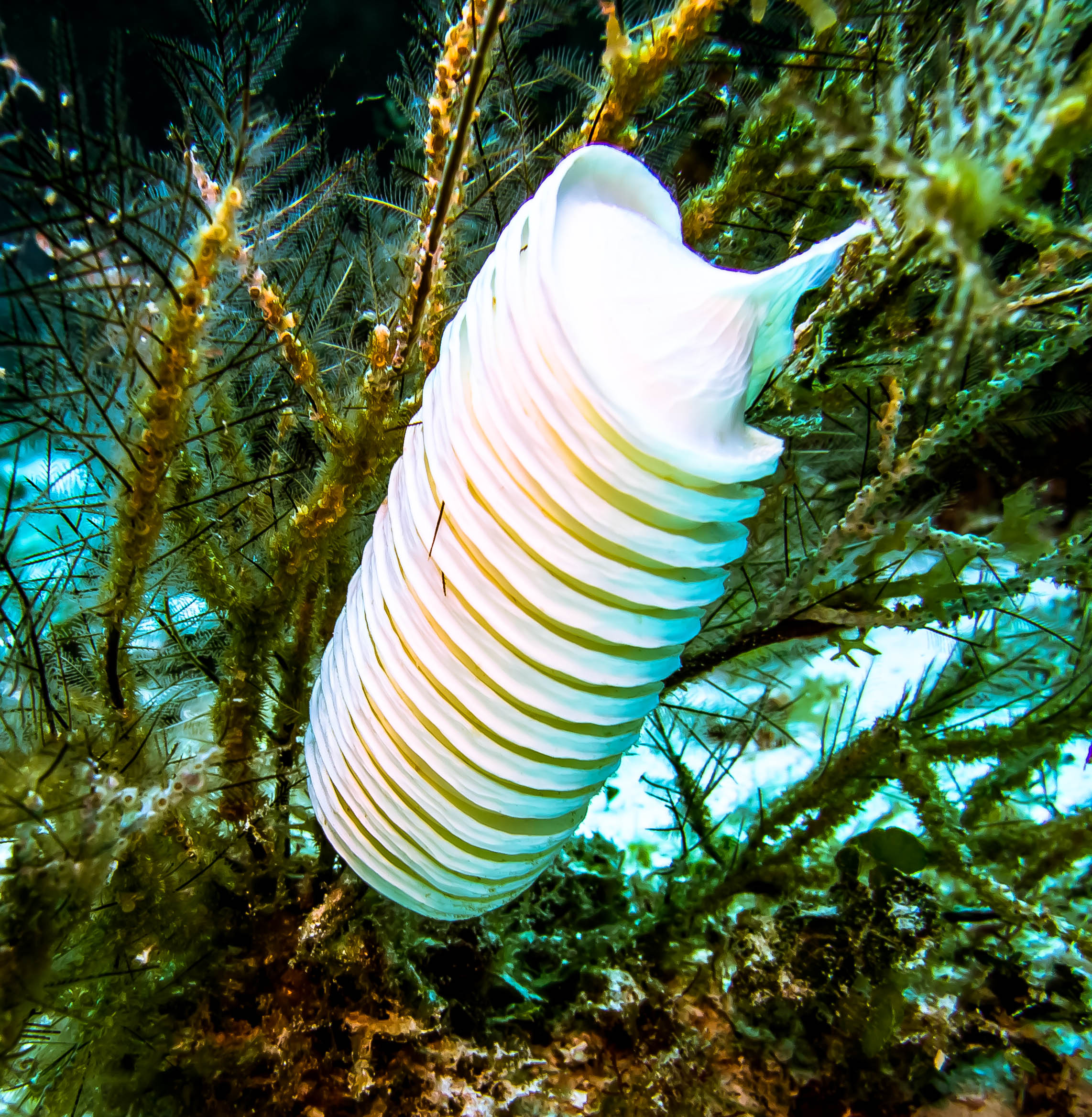 Cozumel March 2014