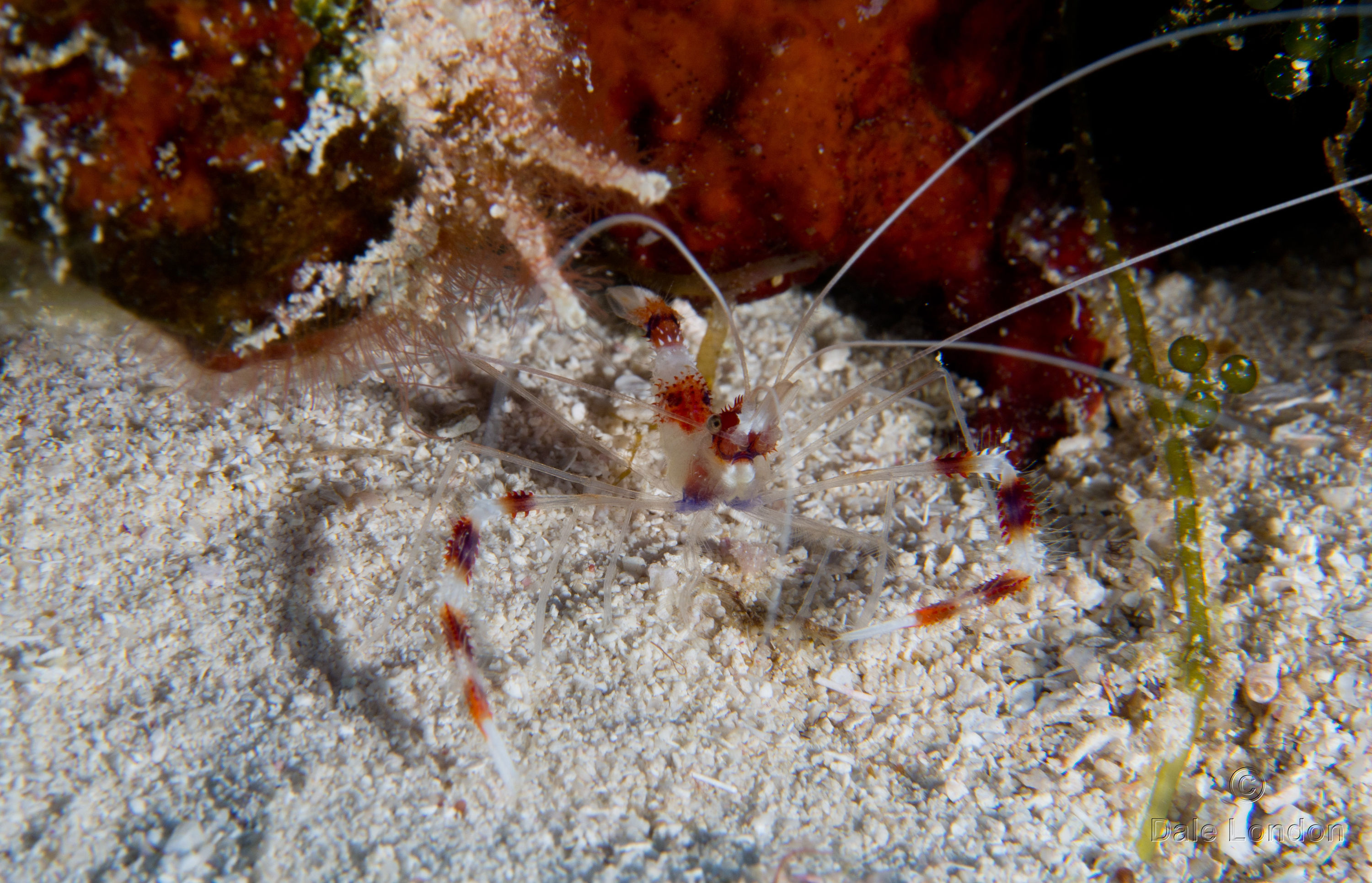 Cozumel May 2014 Banded coral shrimp