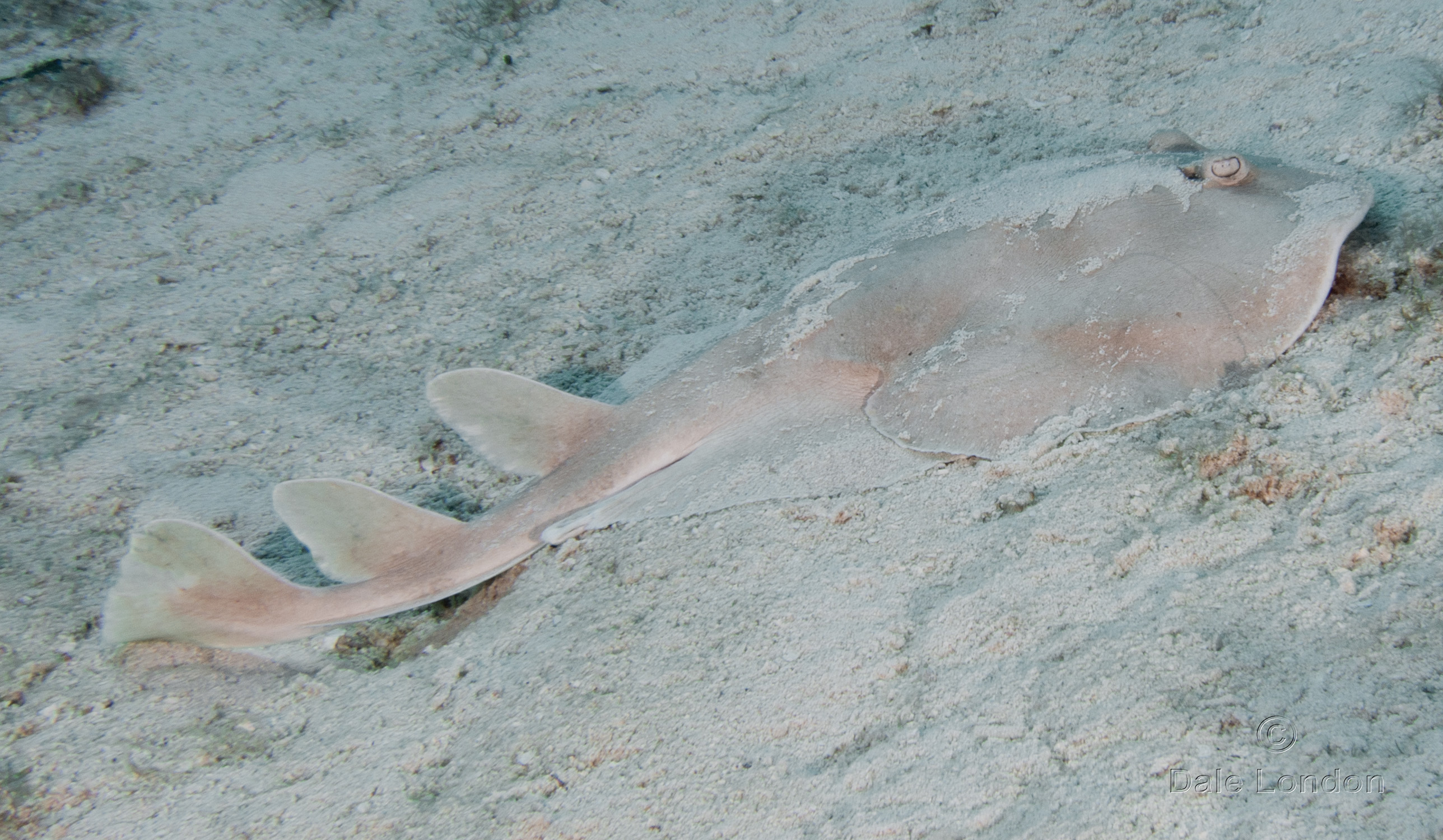 Cozumel May 2014 Lesser Electric Ray