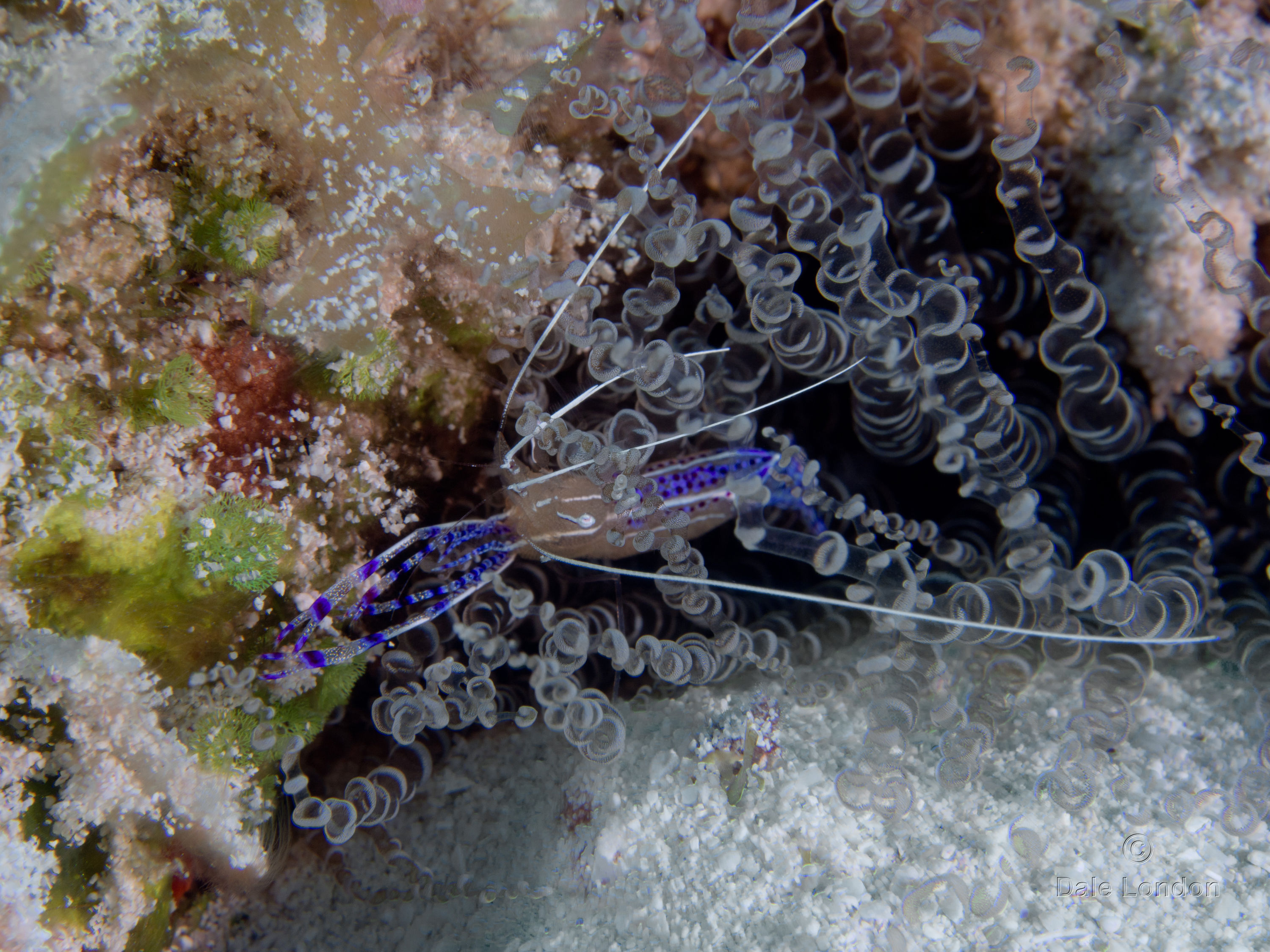 Cozumel May 2014 Pederson cleaner shrimp