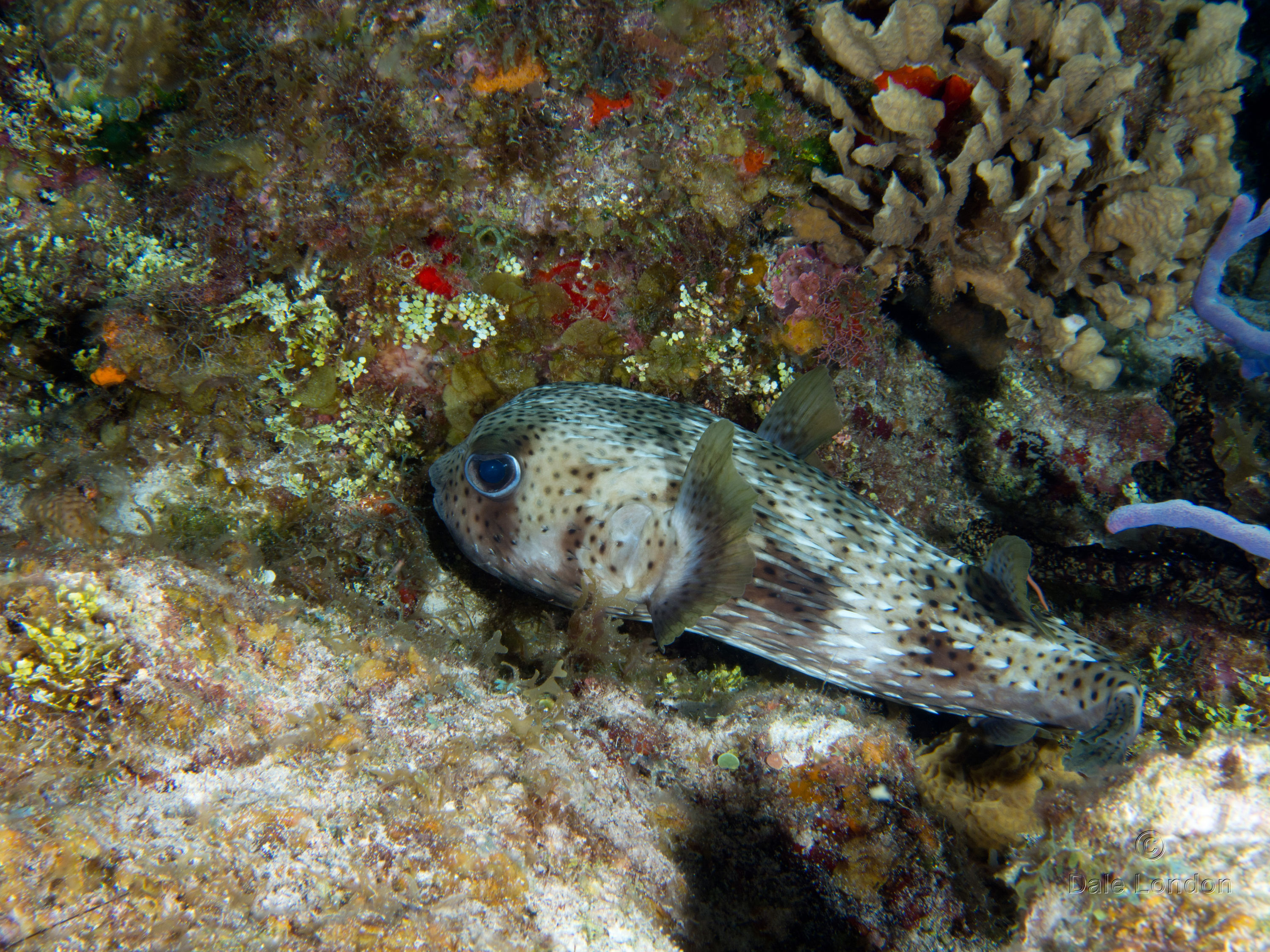 Cozumel May 2014 Porcupine fish