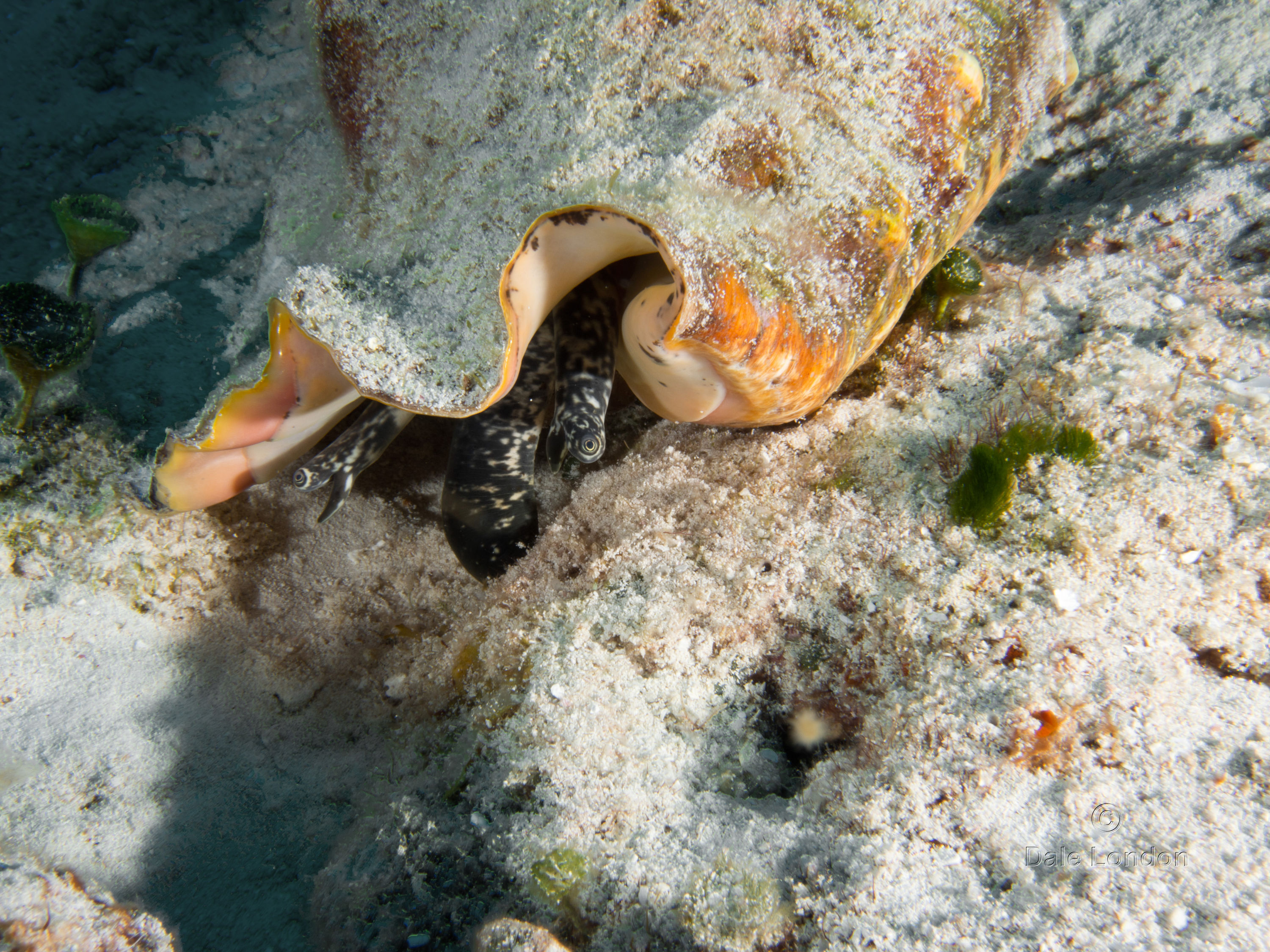 Cozumel May 2014 Queen Conch