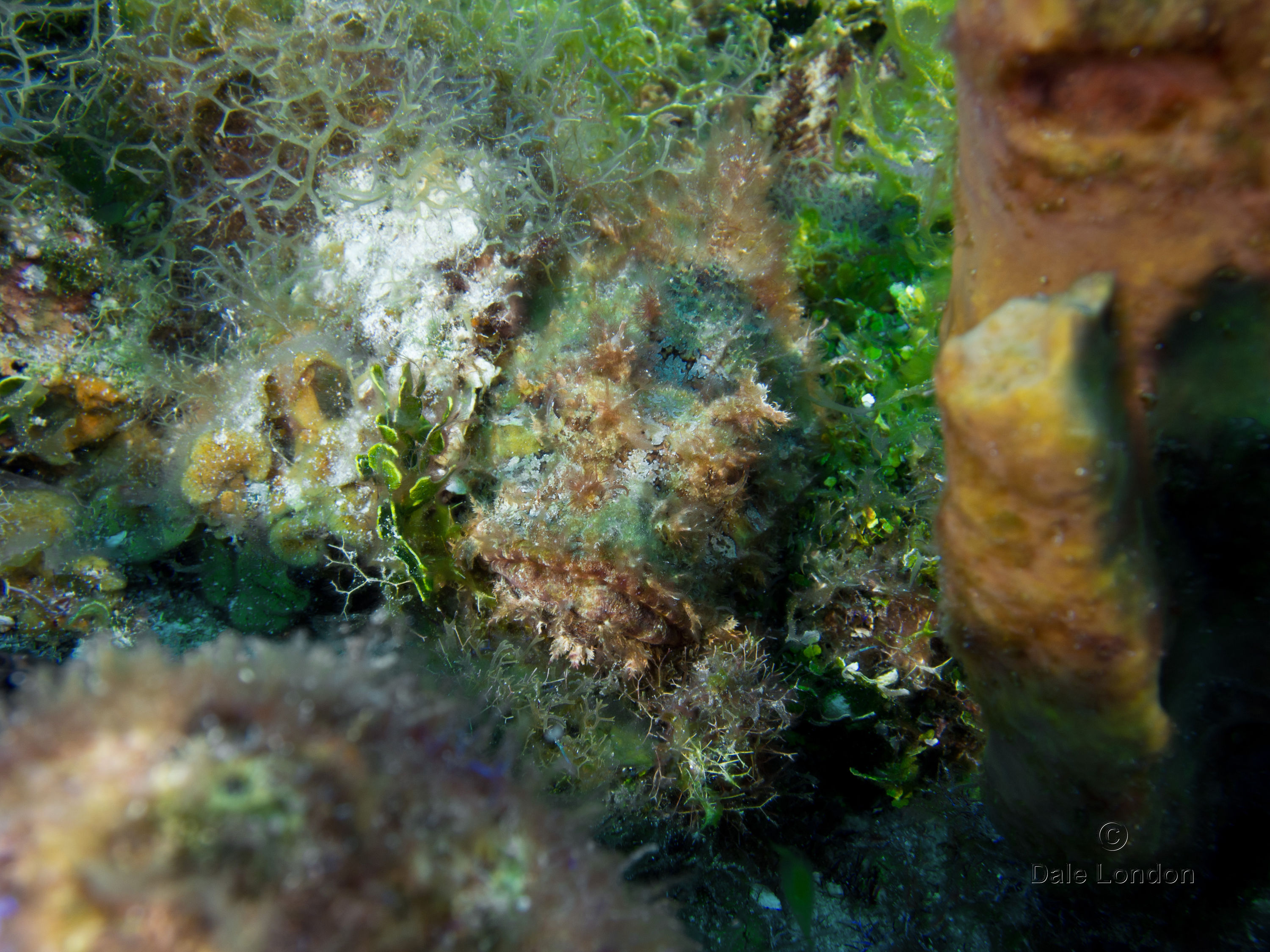 Cozumel May 2014 Scorpionfish