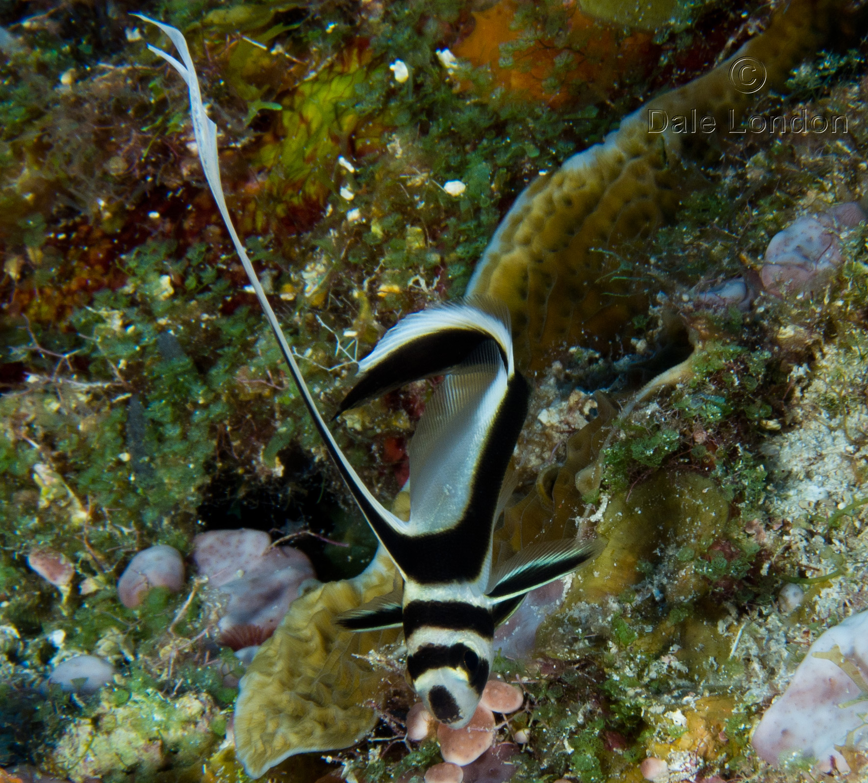 Cozumel May 2014 Spotted Drum
