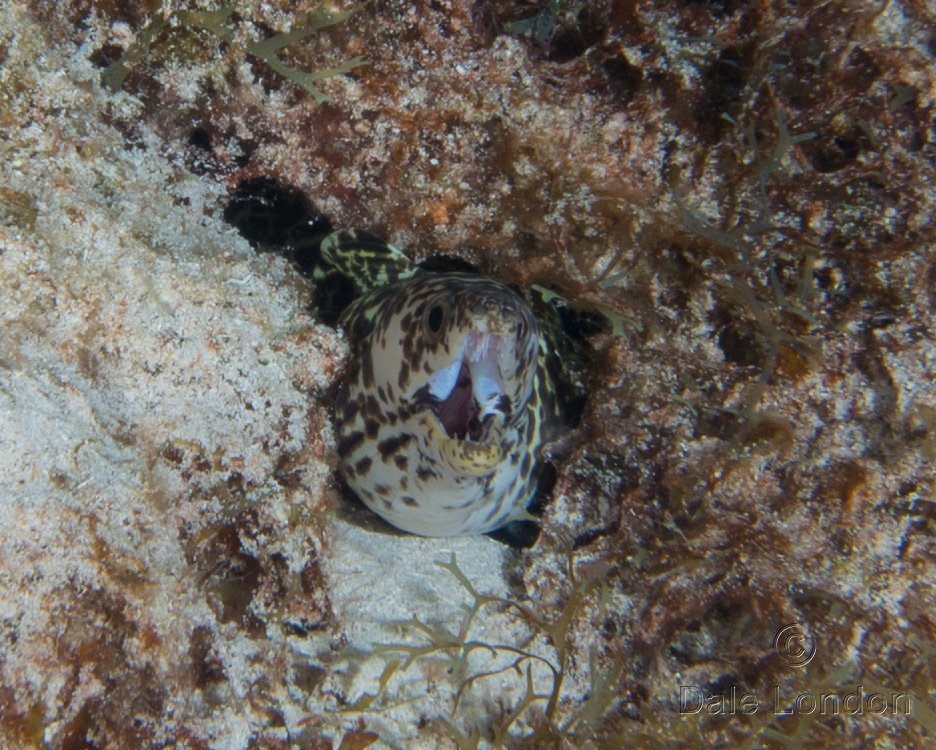 Cozumel May 2014 Spotted Moray eel