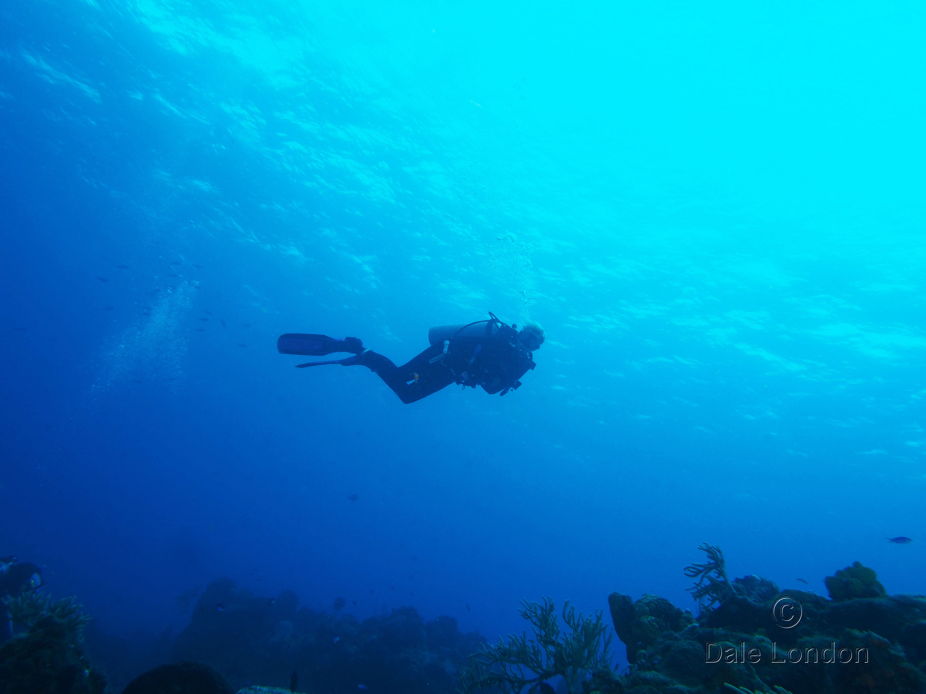 Cozumel Mexico Diver