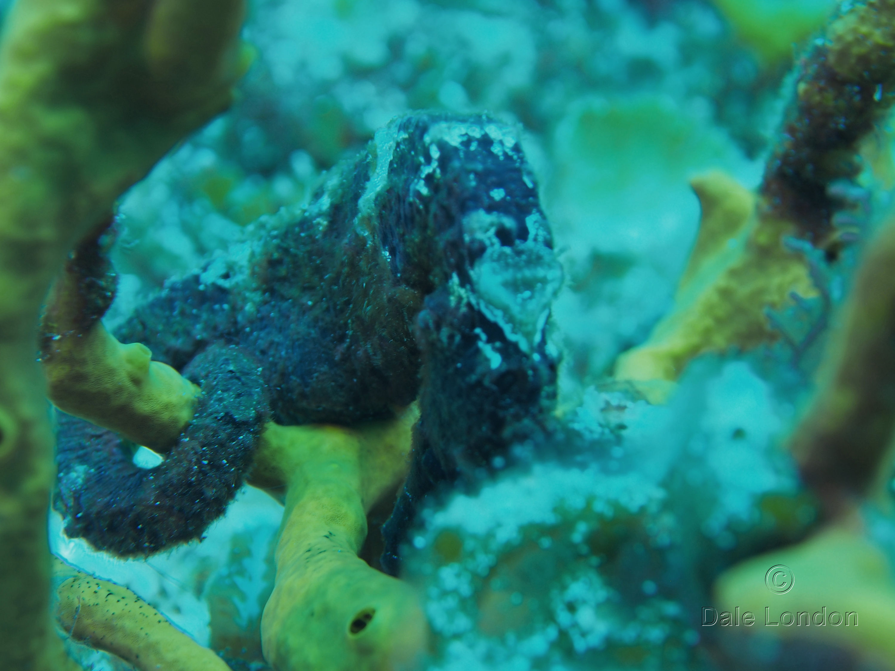 Cozumel Mexico Longsnout Seahorse