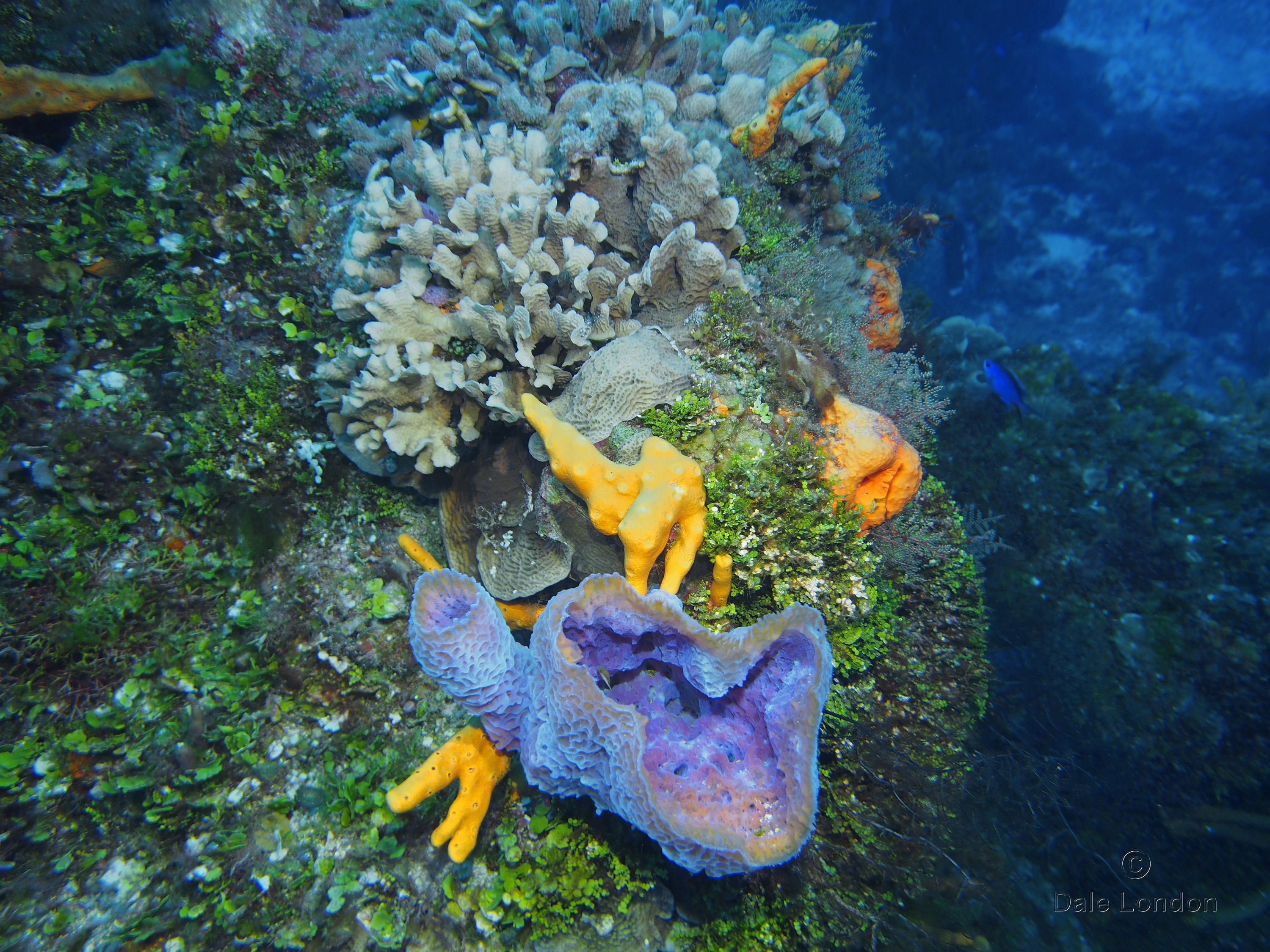 Cozumel Mexico Seascape