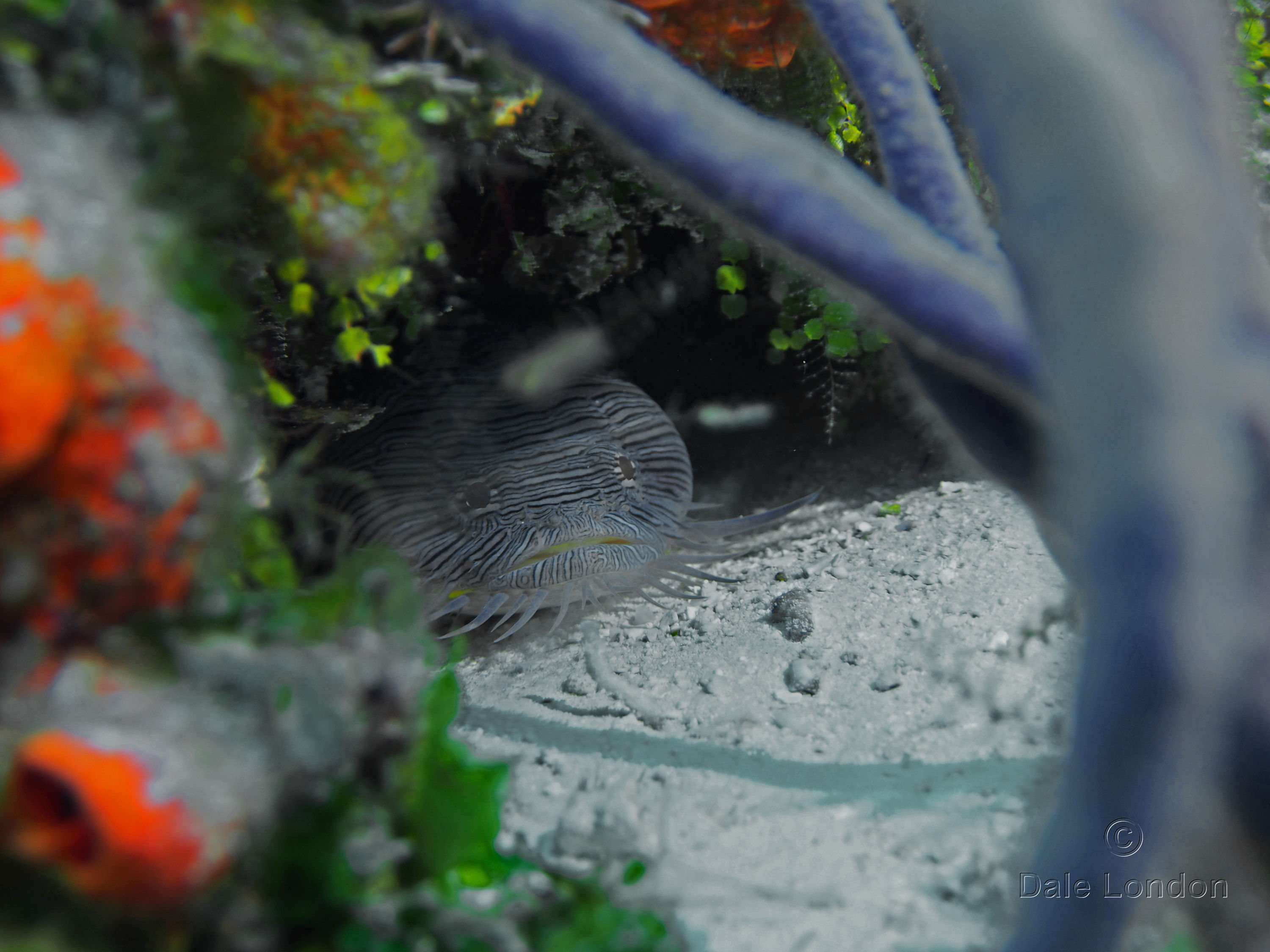 Cozumel Mexico Splendid Toadfish