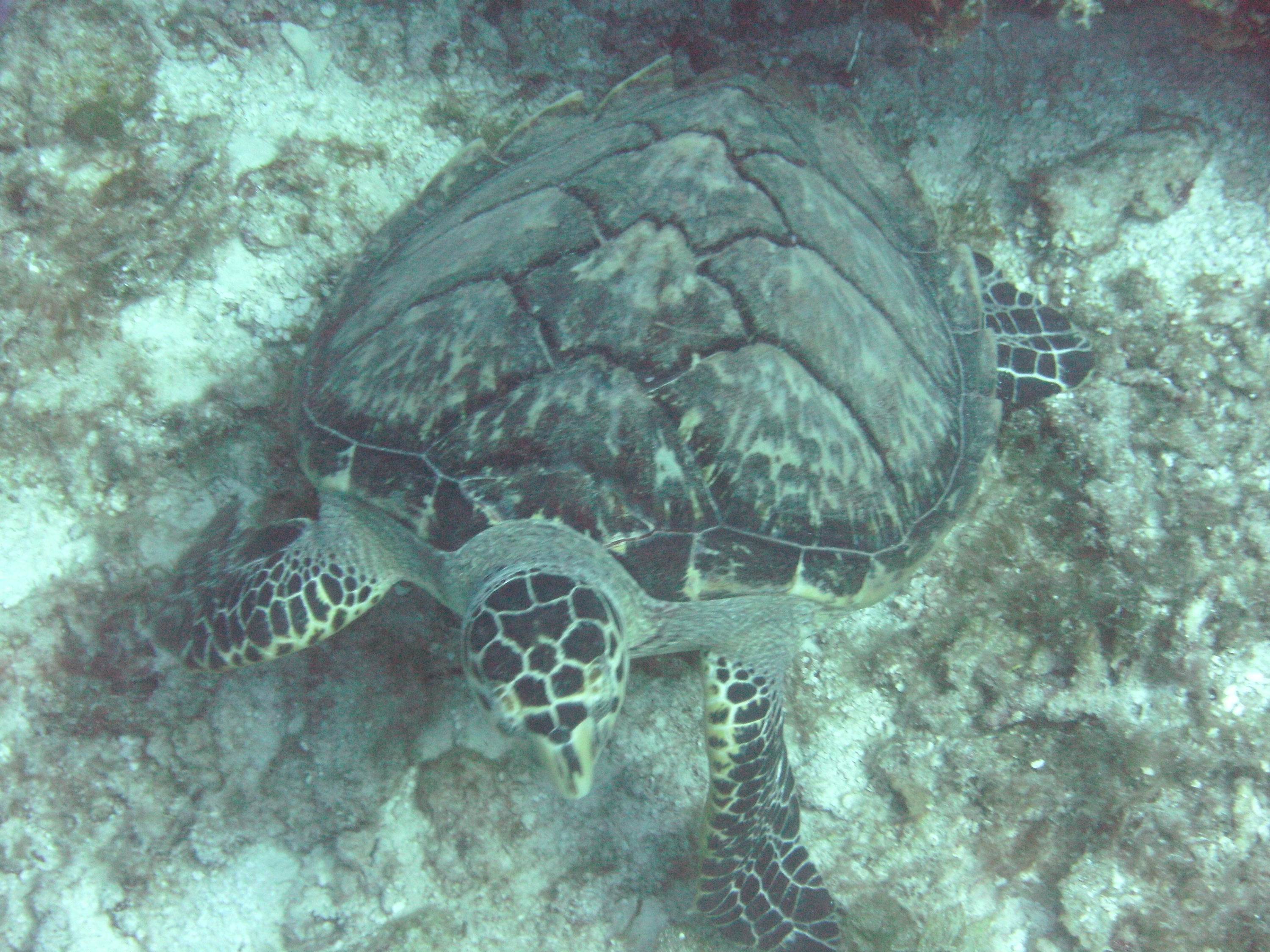 Cozumel (Mexico)