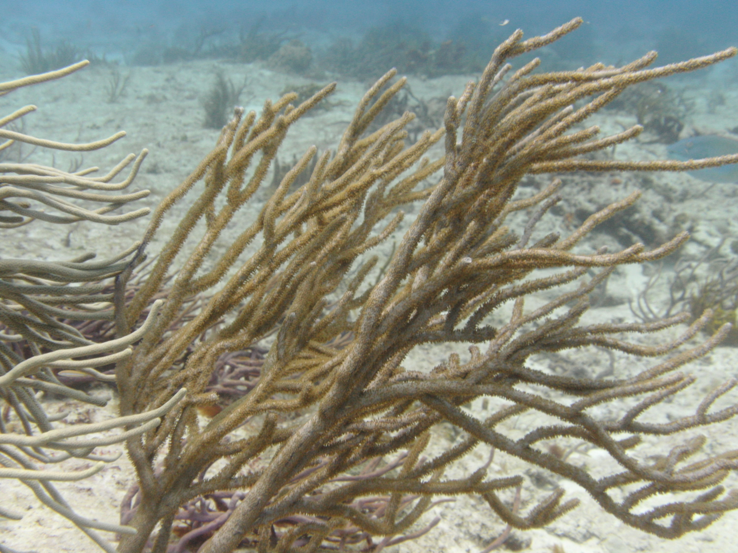 Cozumel (Mexico)