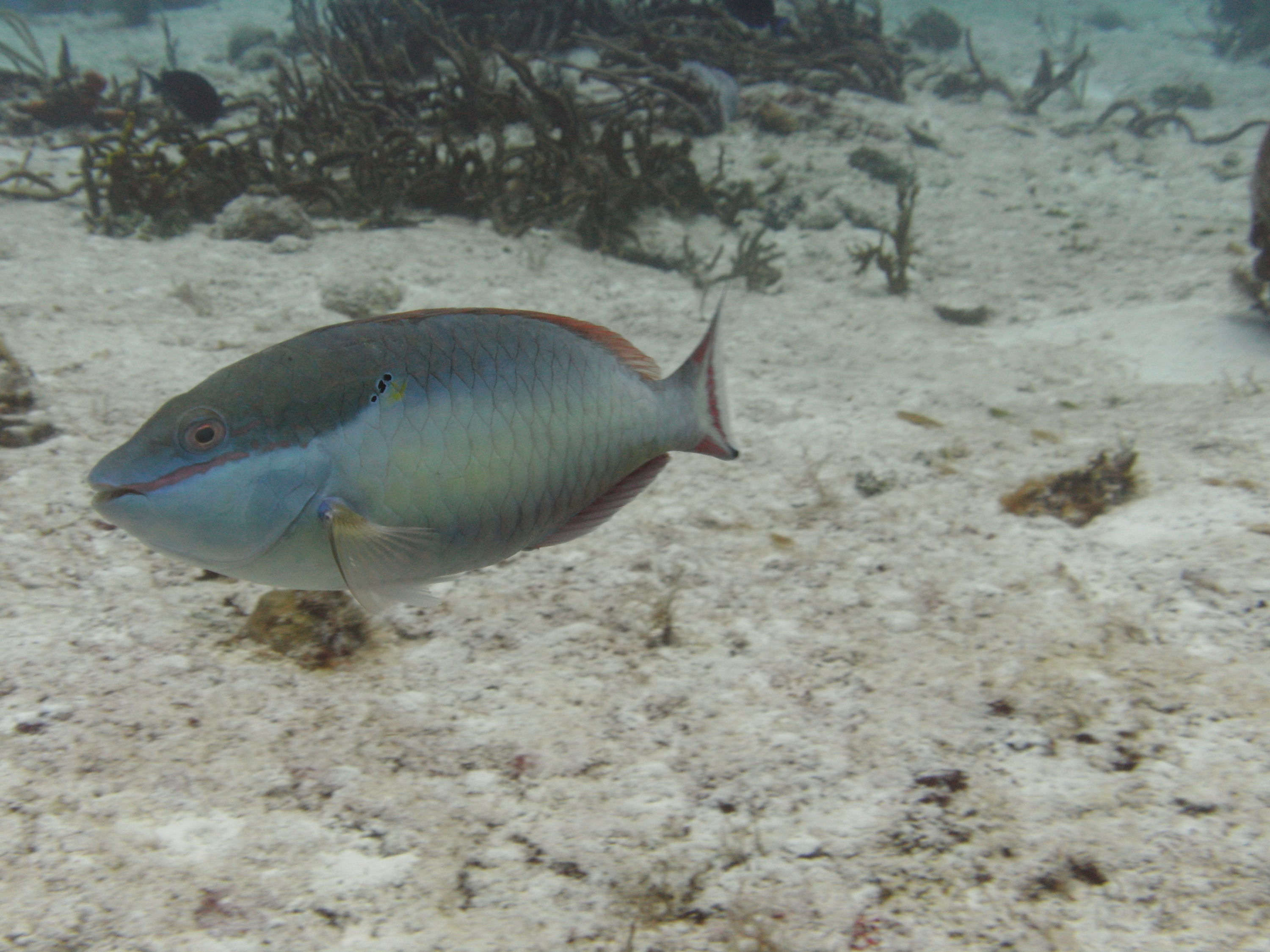 Cozumel (Mexico)