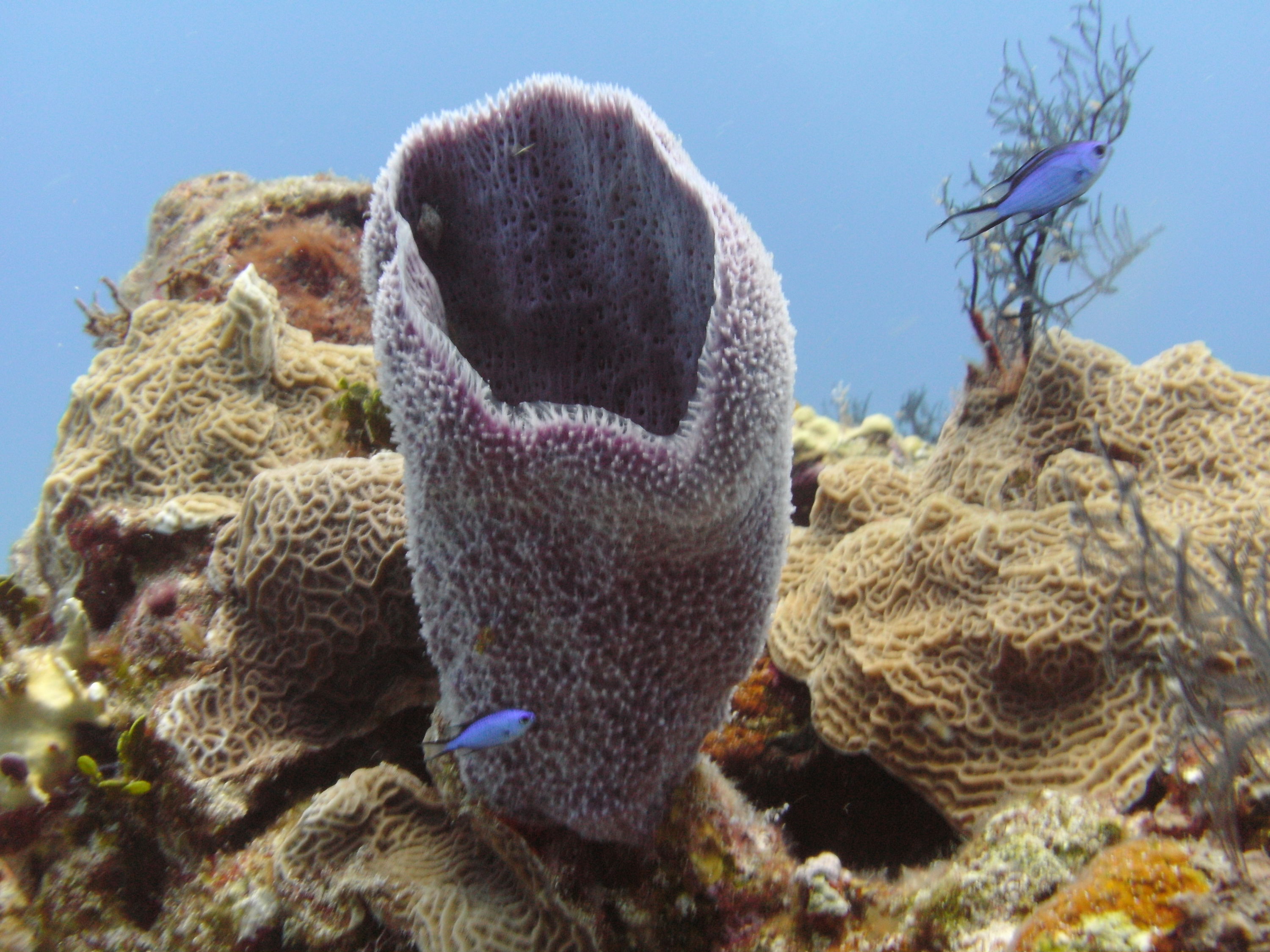 Cozumel (Mexico)