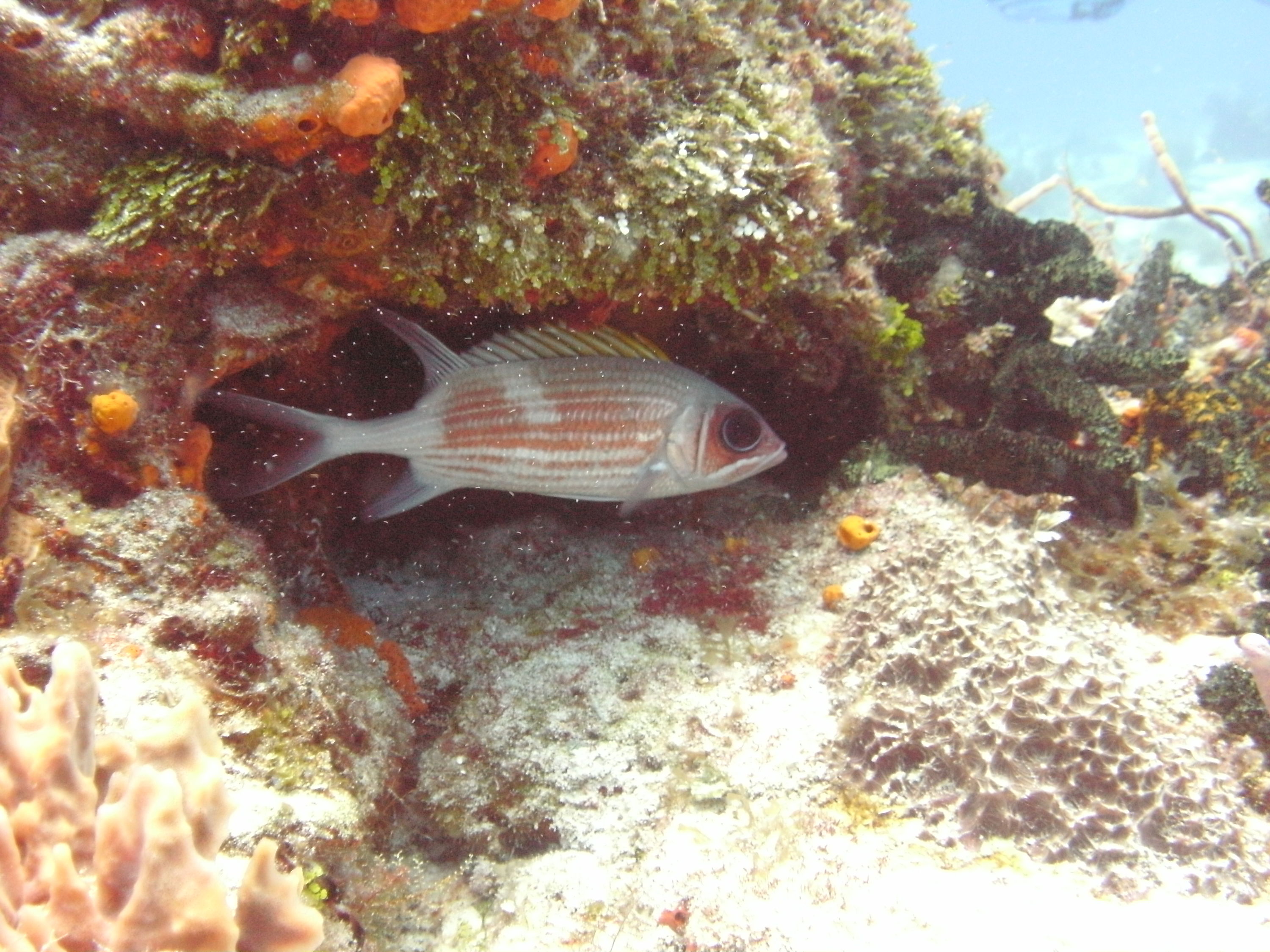 Cozumel (Mexico)