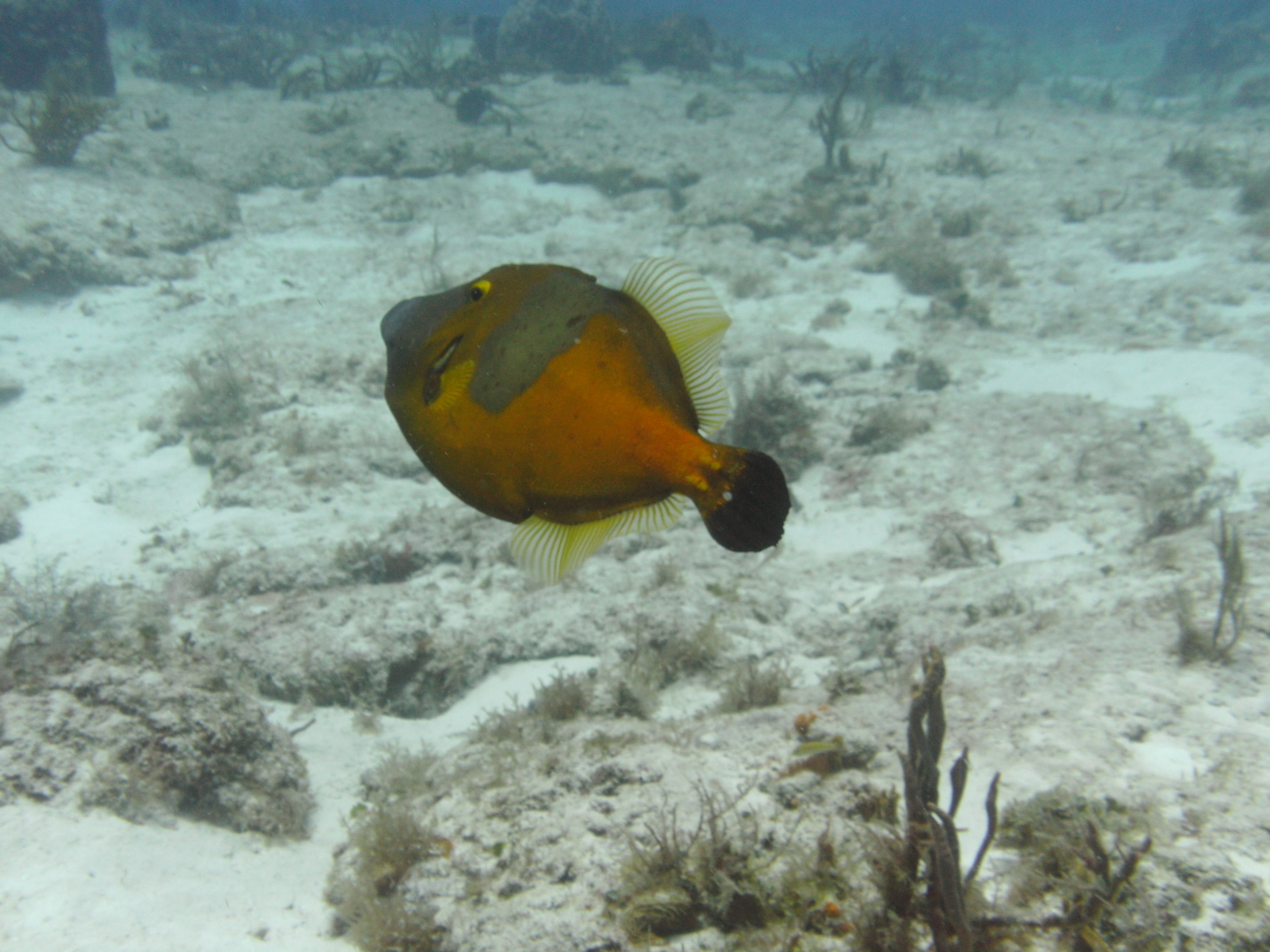 Cozumel (Mexico)