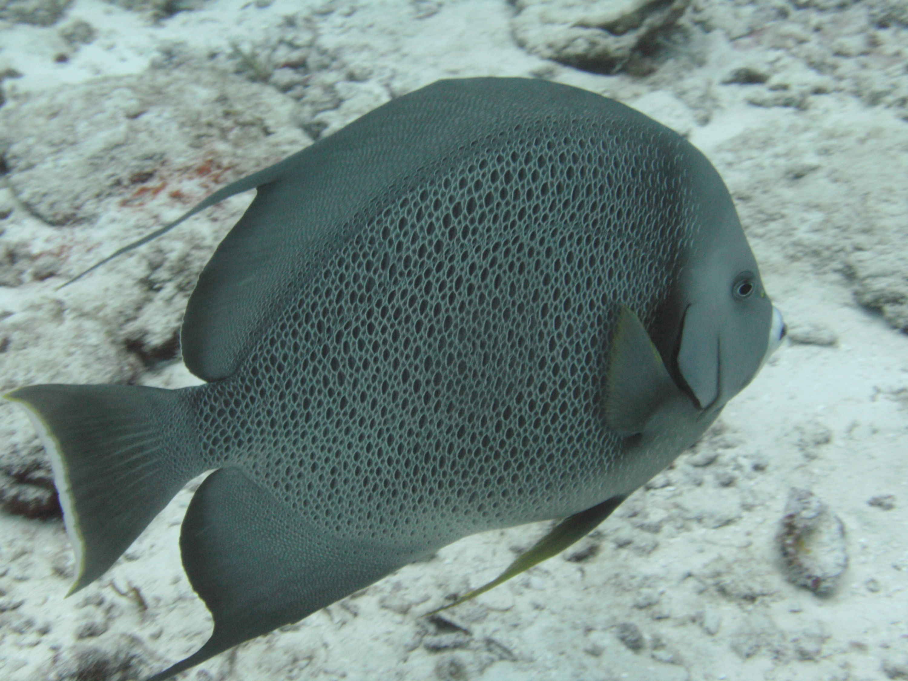 Cozumel (Mexico)