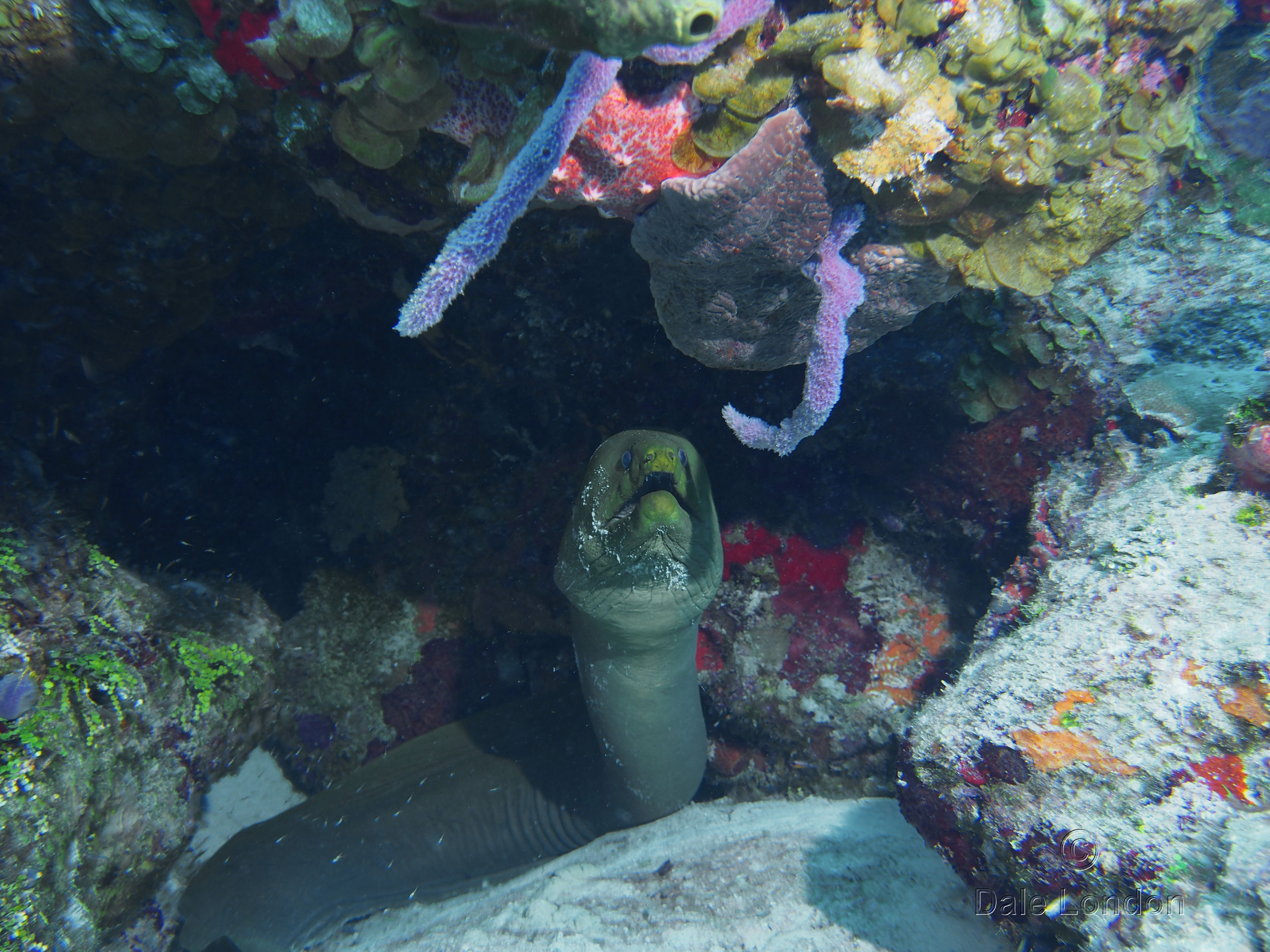 Cozumel MX Green Moray Eel