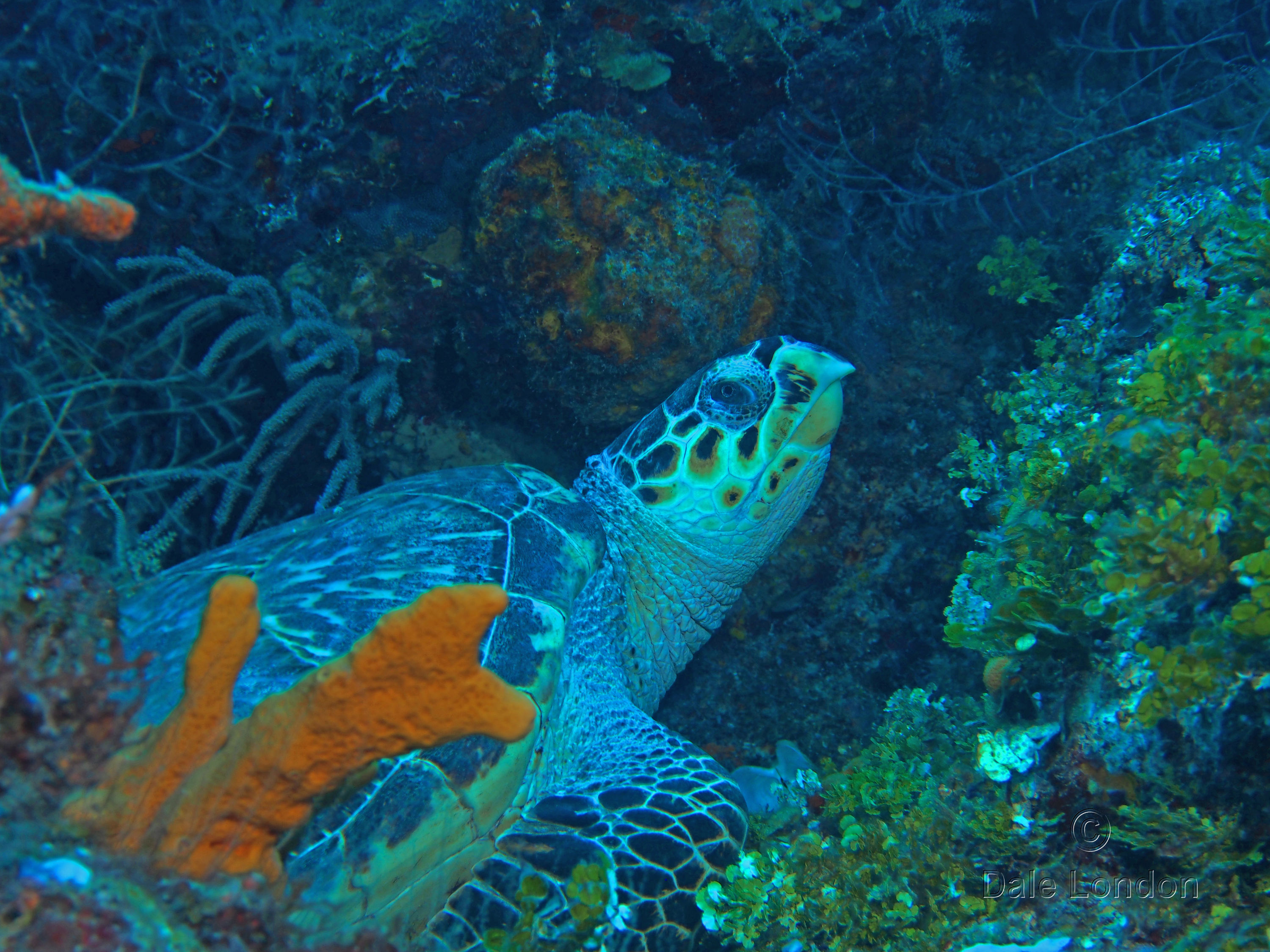 Cozumel MX Hawksbill Turtle