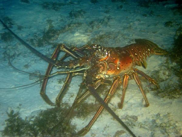 Cozumel Night Dive