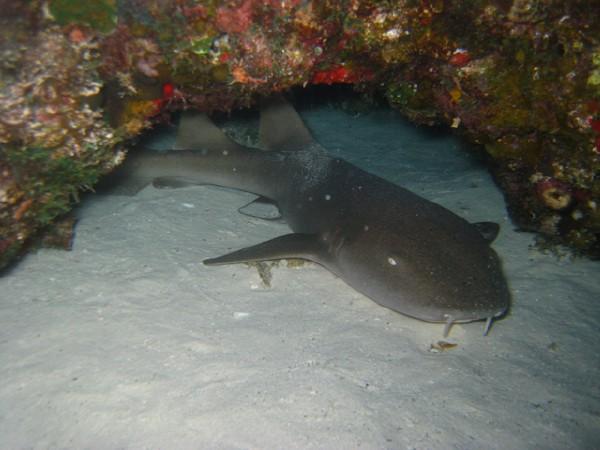 Cozumel Night Dive