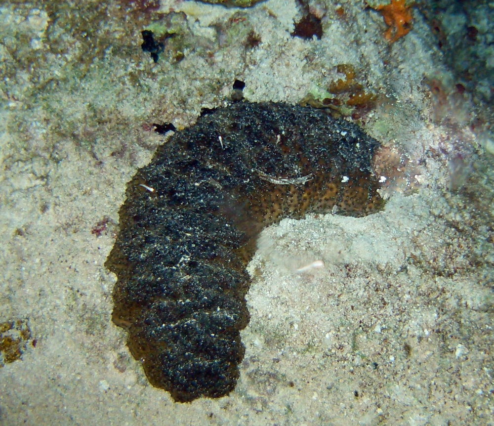 Cozumel Night Life