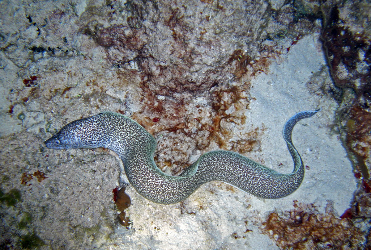 Cozumel Night Life