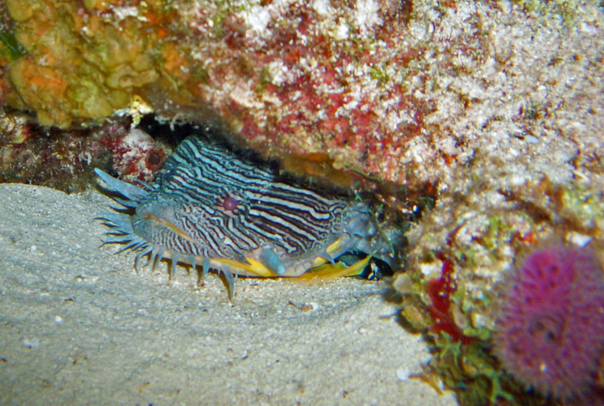 Cozumel Night Life