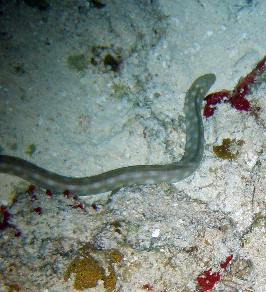 Cozumel Night Life