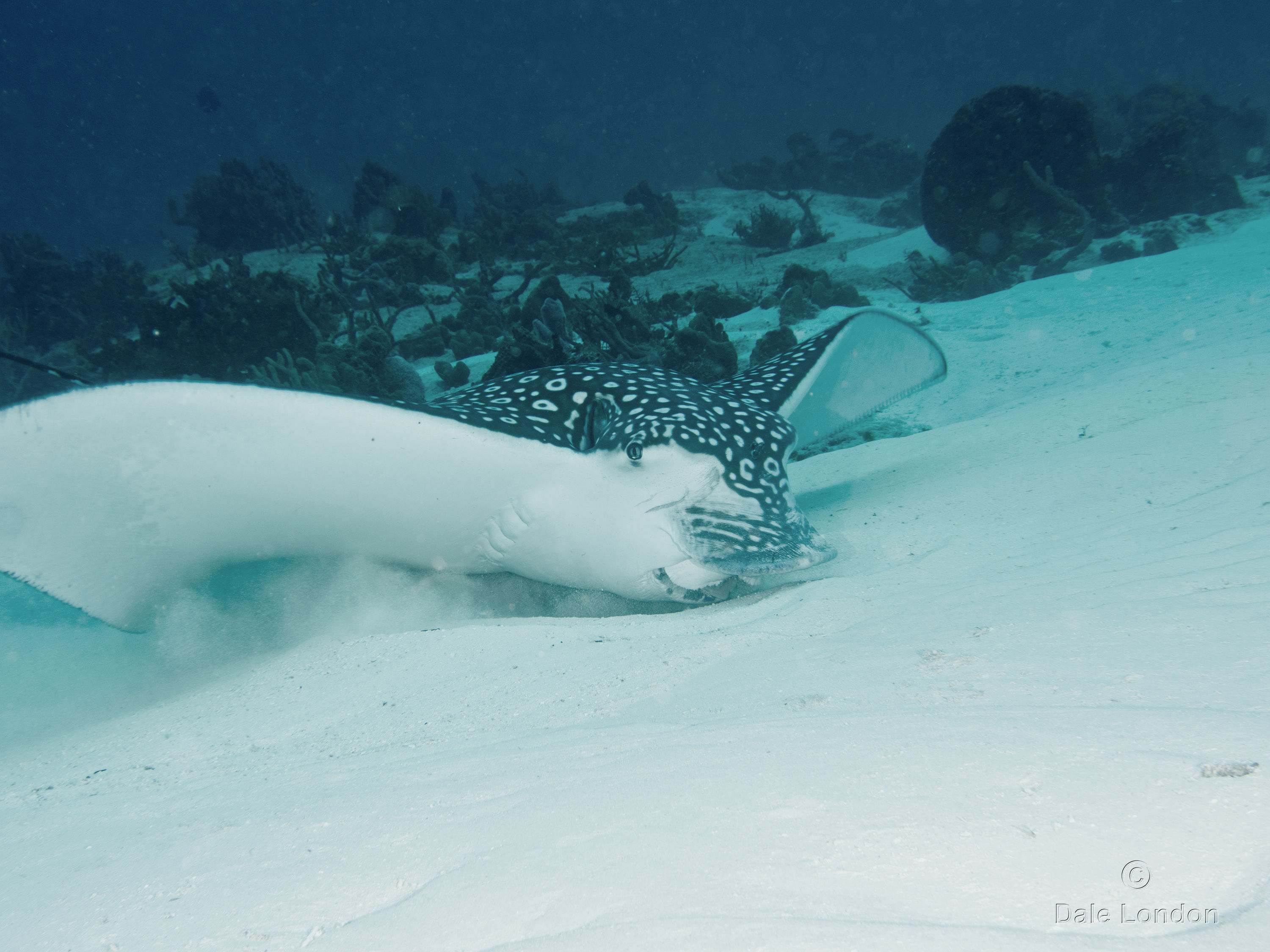 Cozumel Nov 2015 Eagle Ray