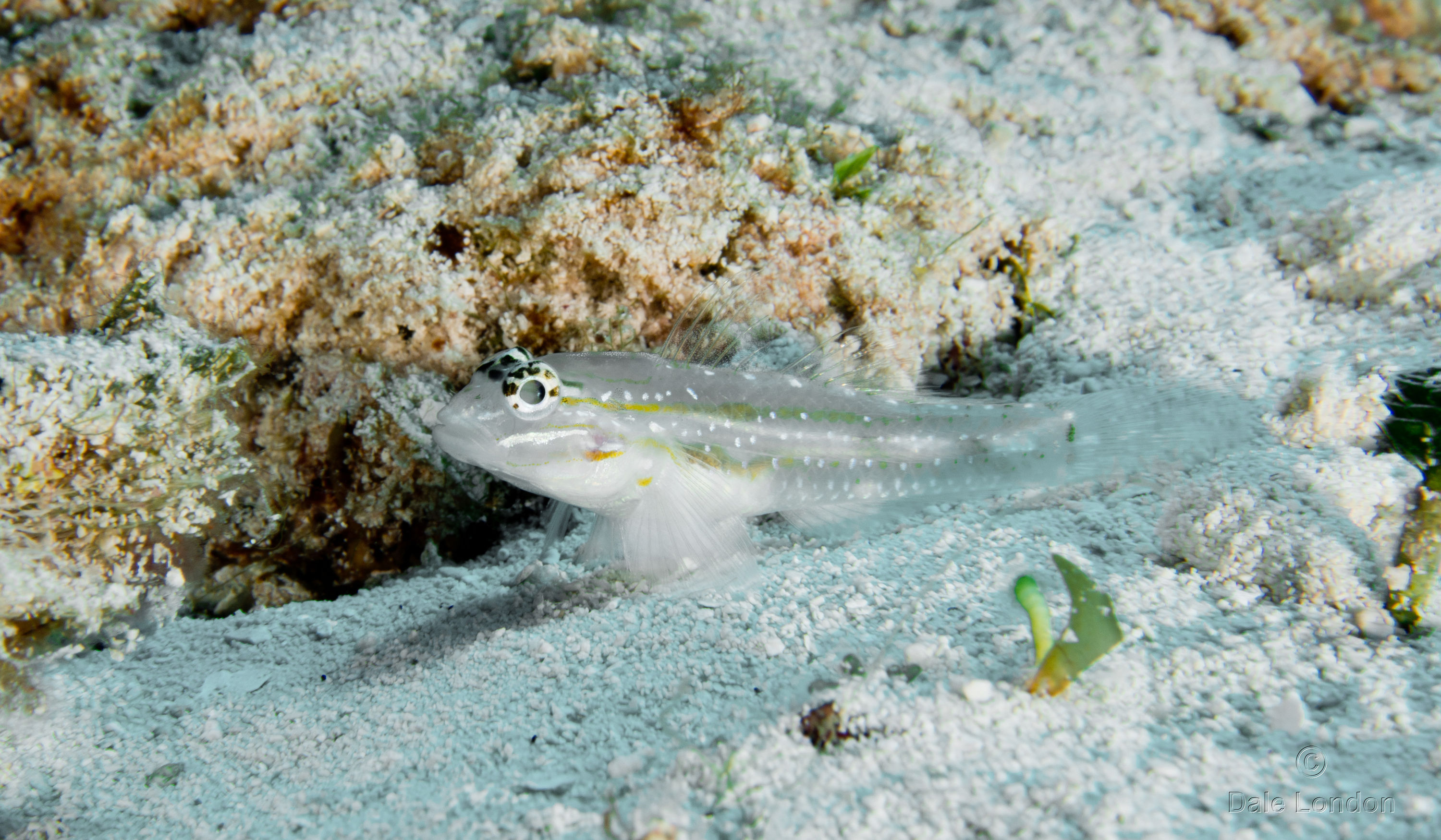 Cozumel Nov 2015 Goby