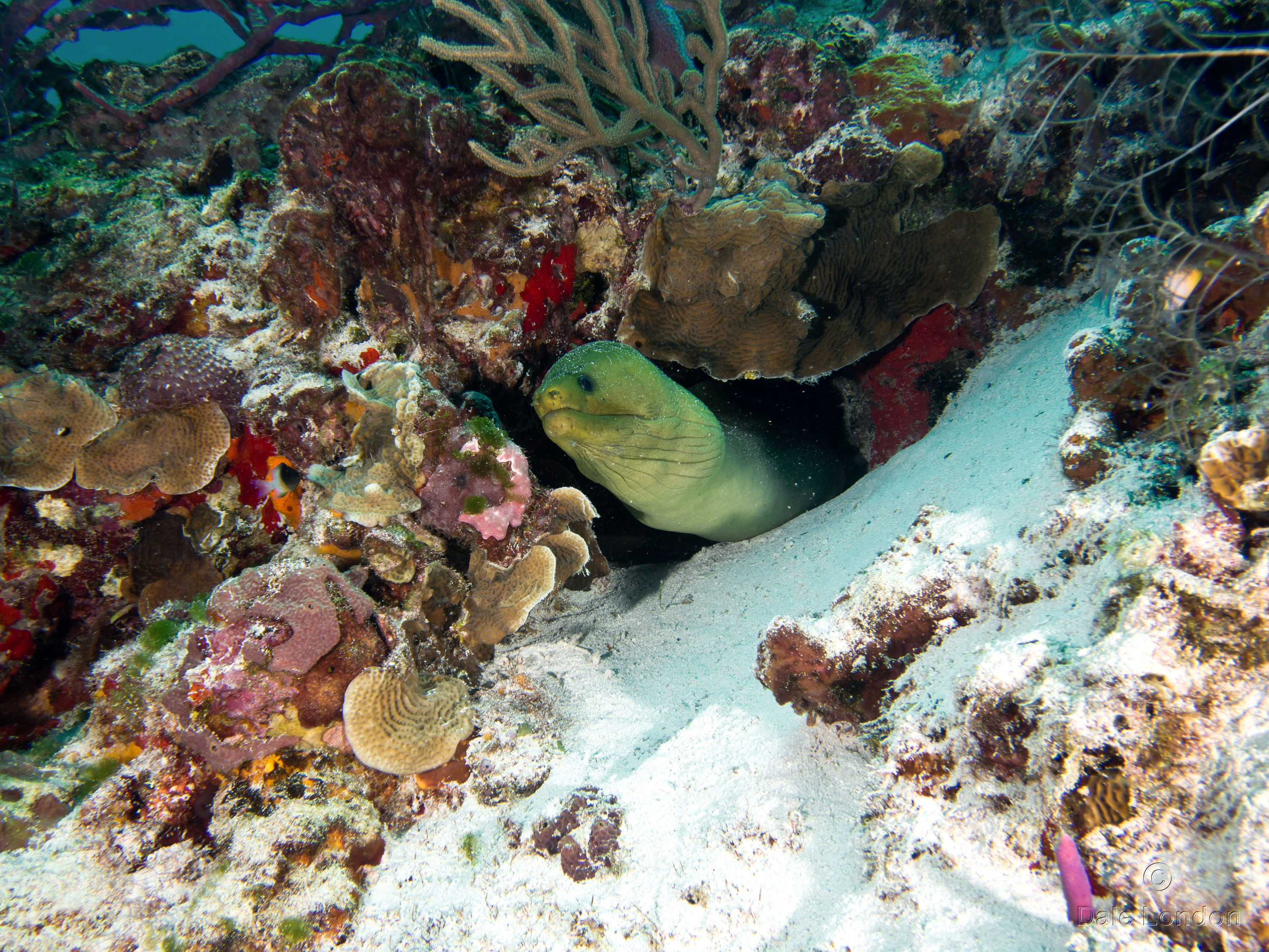 Cozumel Nov 2015 Green Moray eel