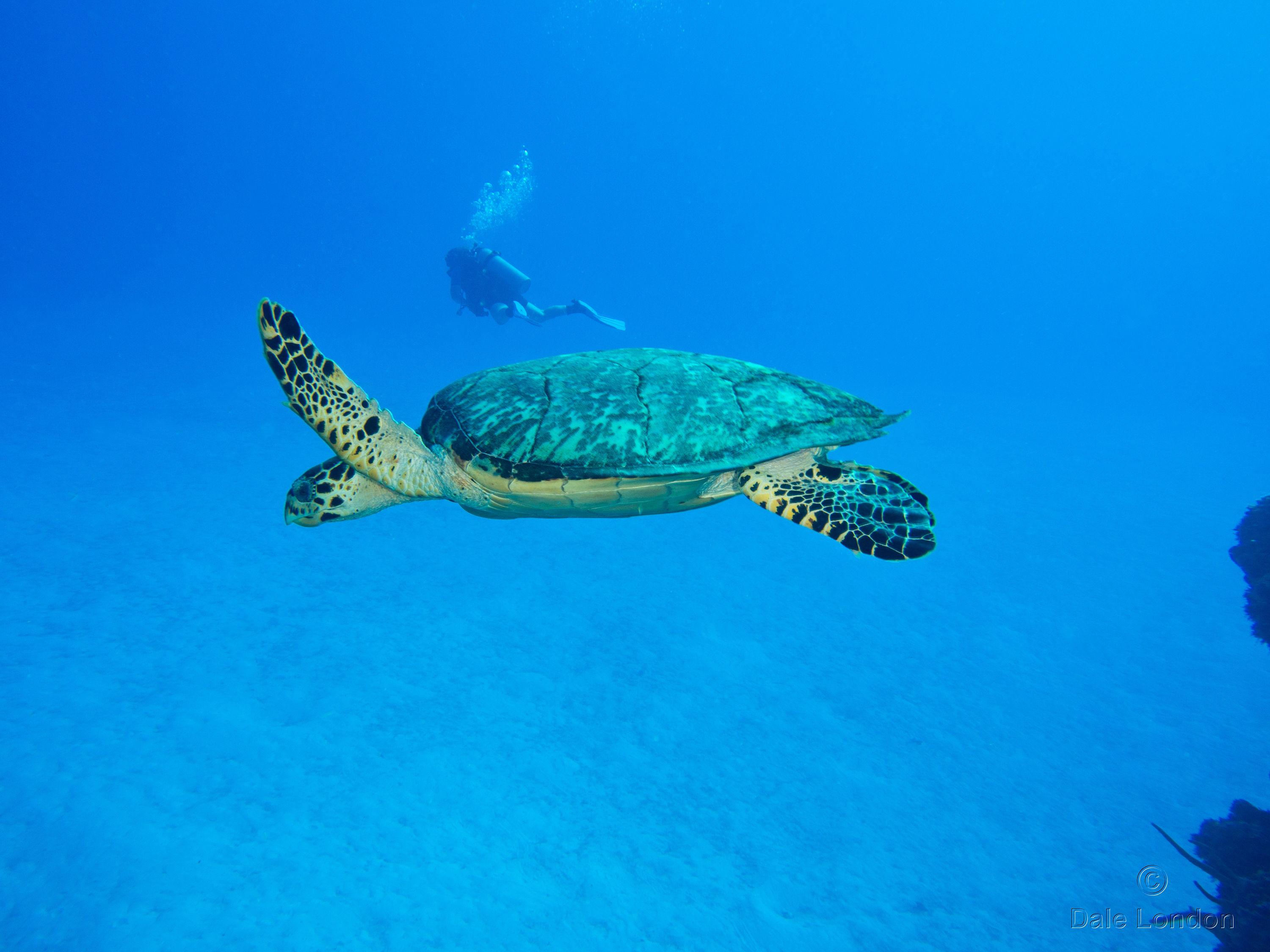 Cozumel Nov 2015 Hawksbill Turtle