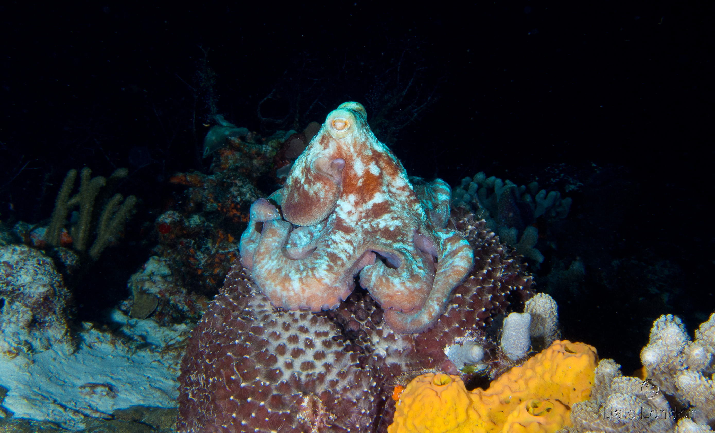 Cozumel Nov 2015 Octopus