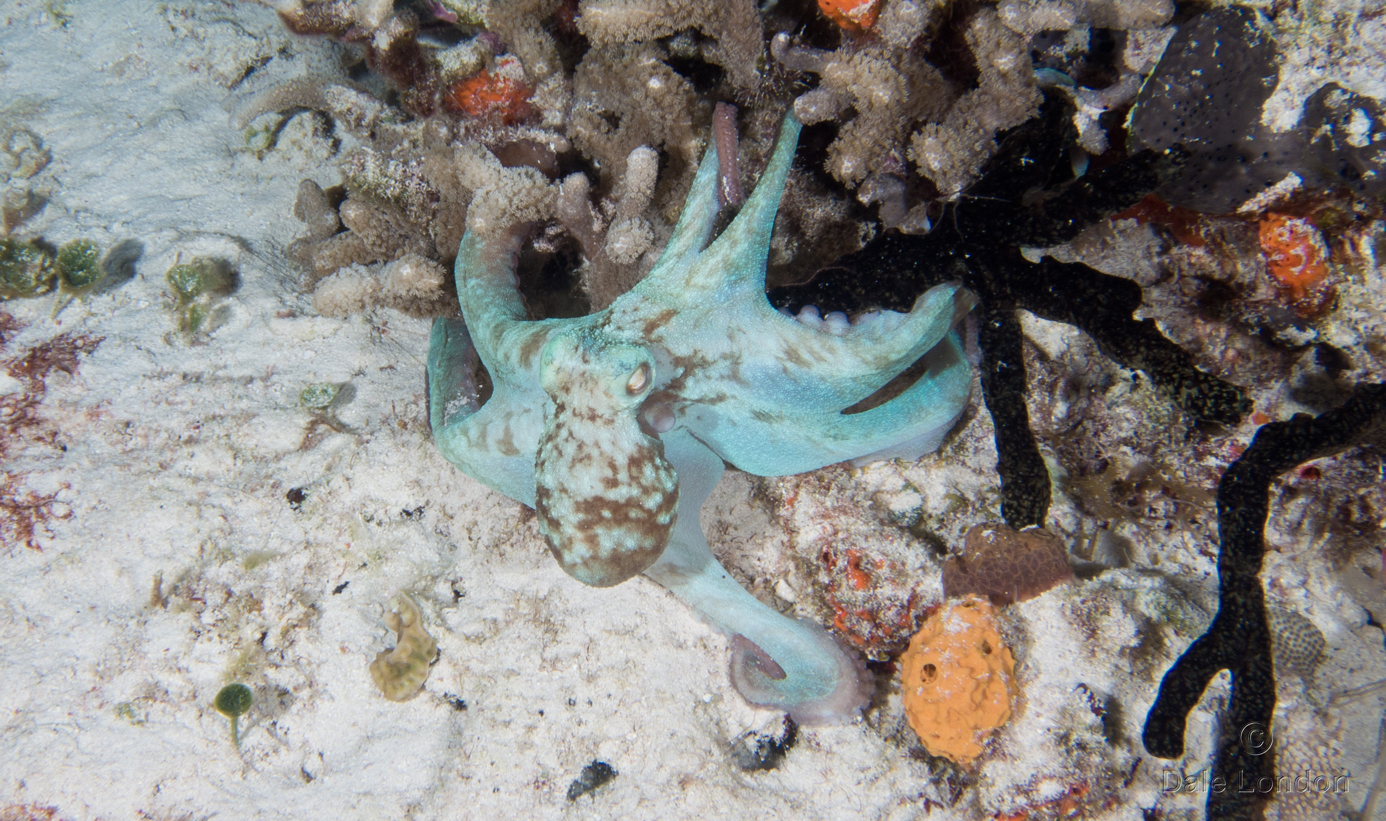 Cozumel Nov 2015 Octopus