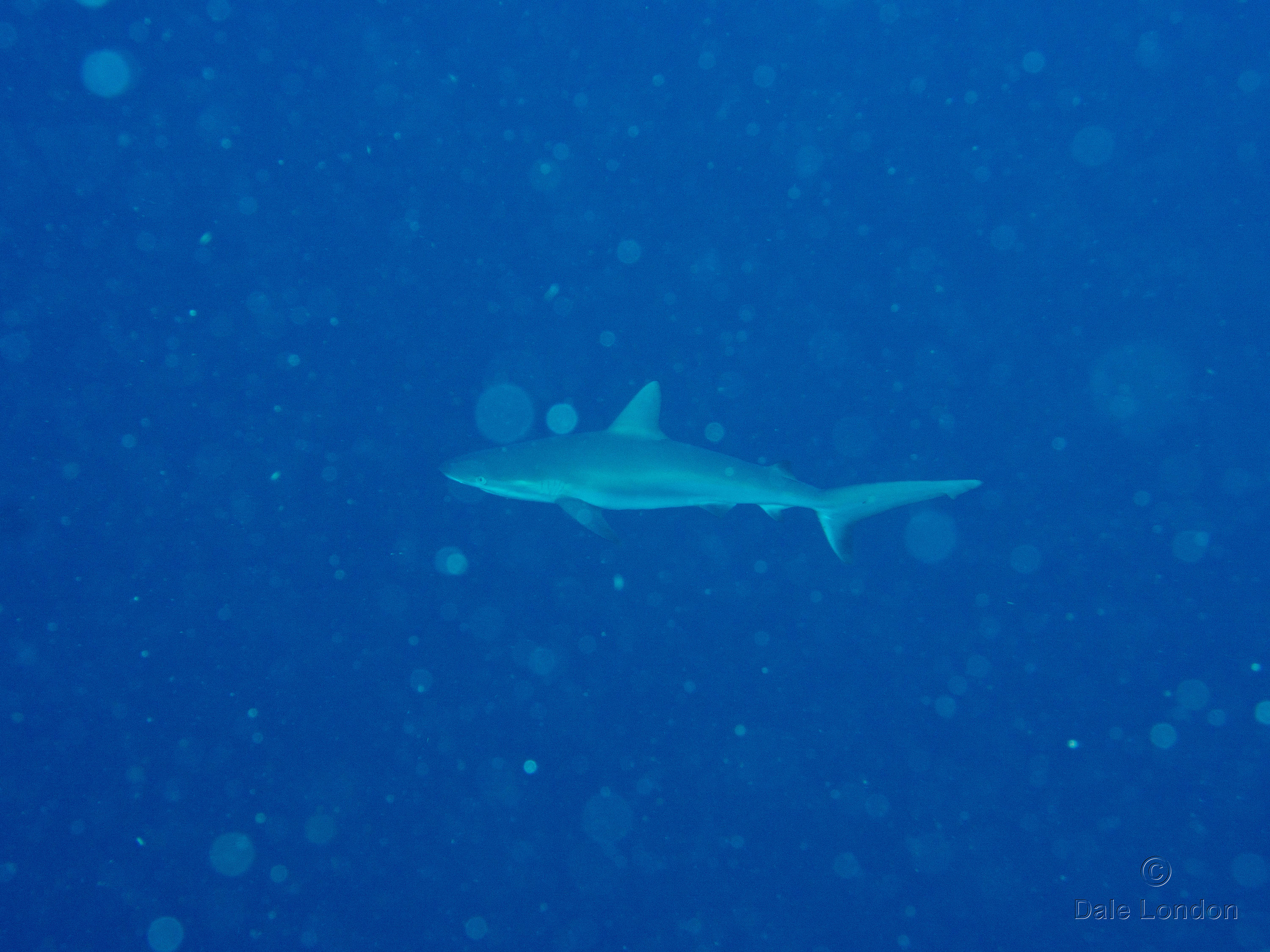 Cozumel Nov 2015 Reef shark