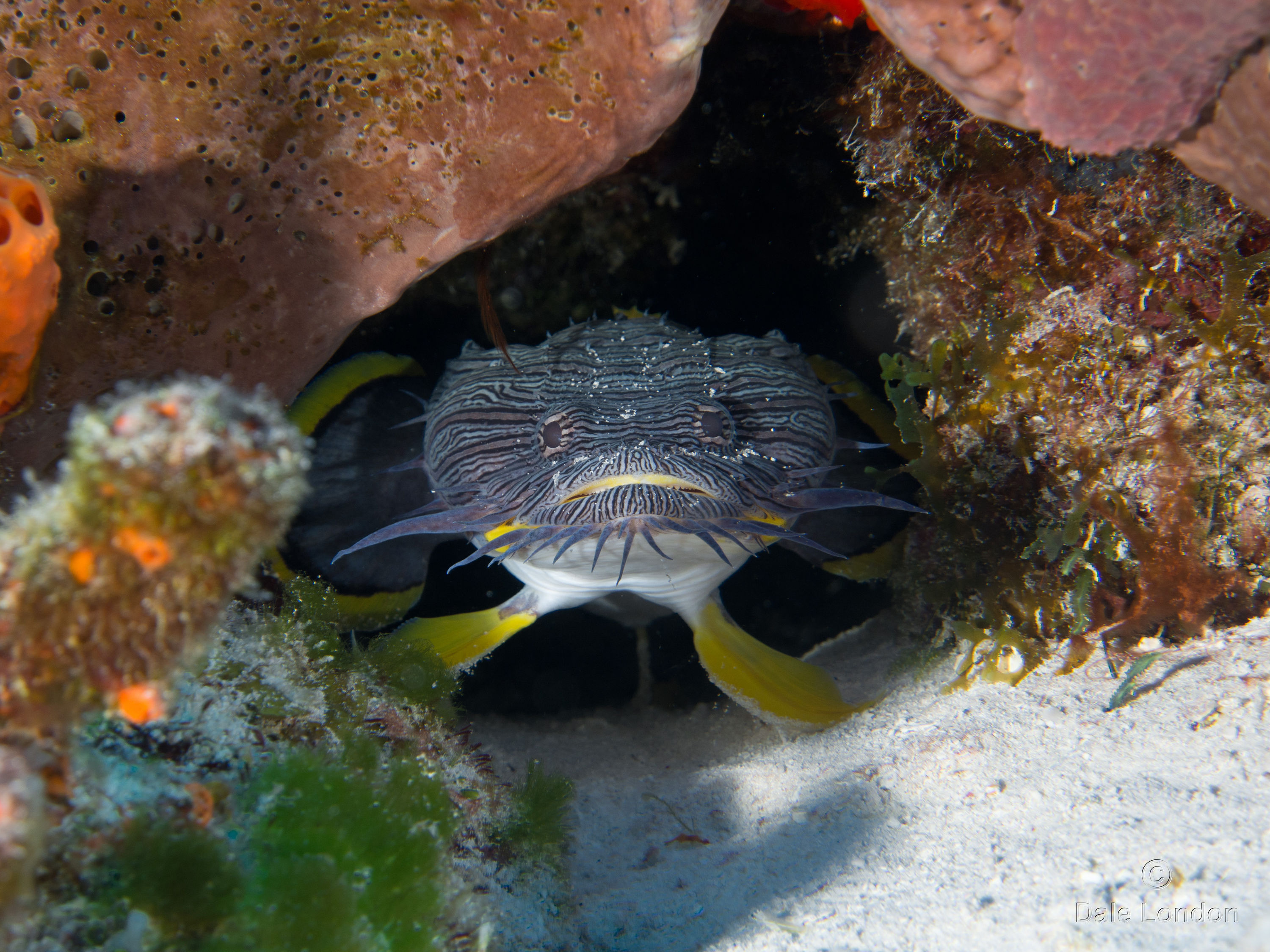 Cozumel Nov 2015 Splendid Toadfish