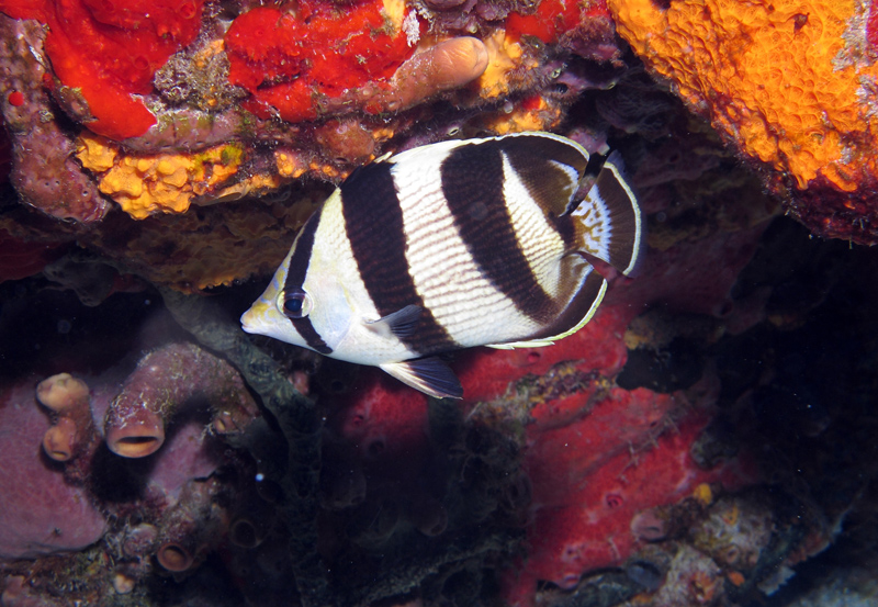 Cozumel November 2010