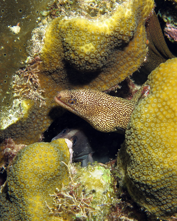 Cozumel November 2010