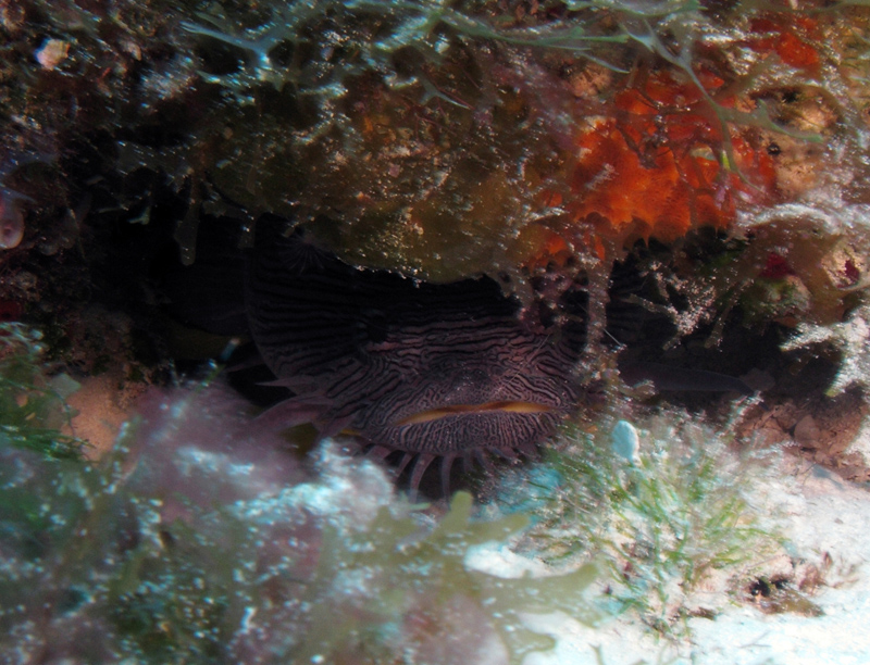 Cozumel November 2010