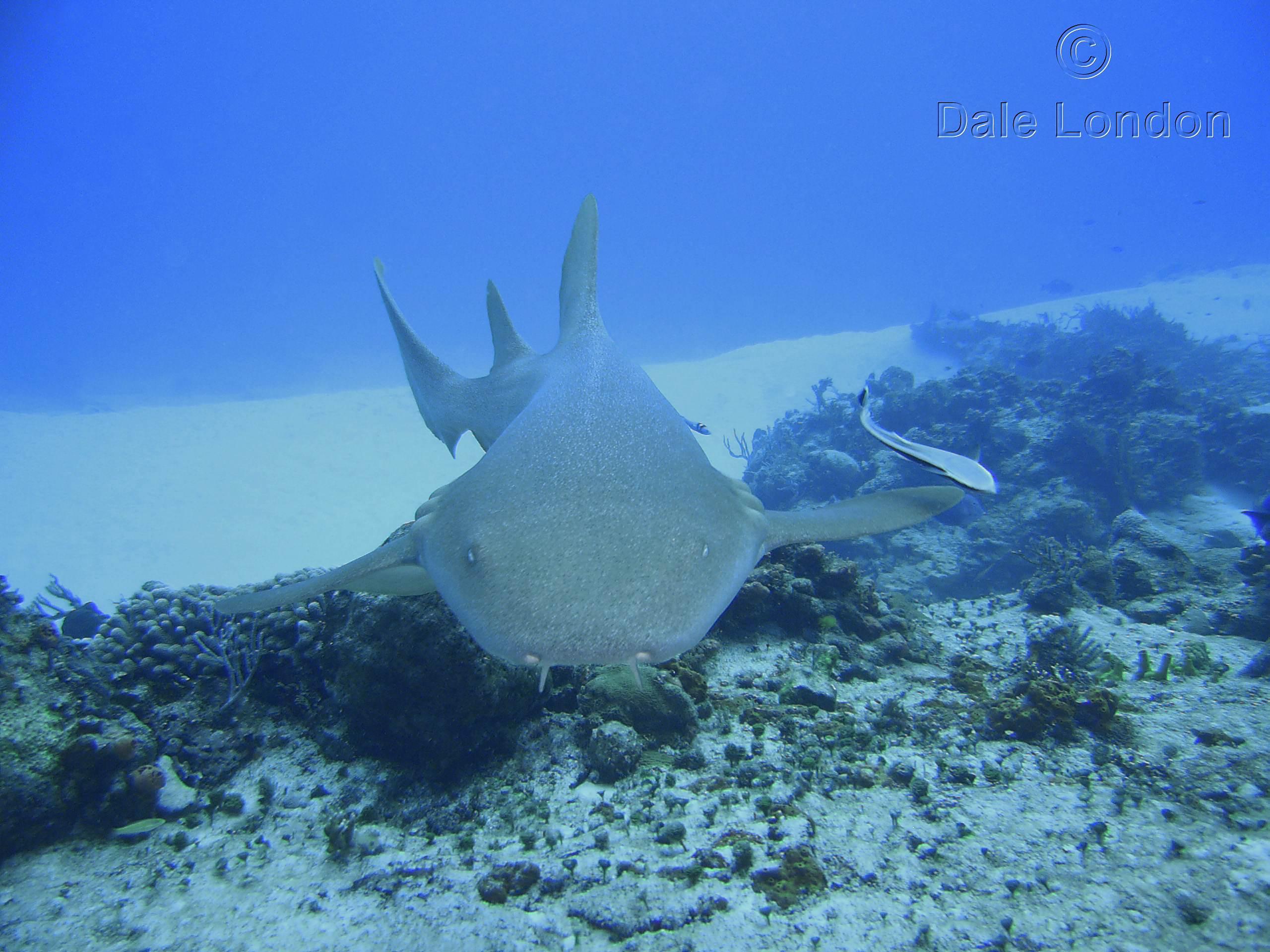 Cozumel Nurse Shark