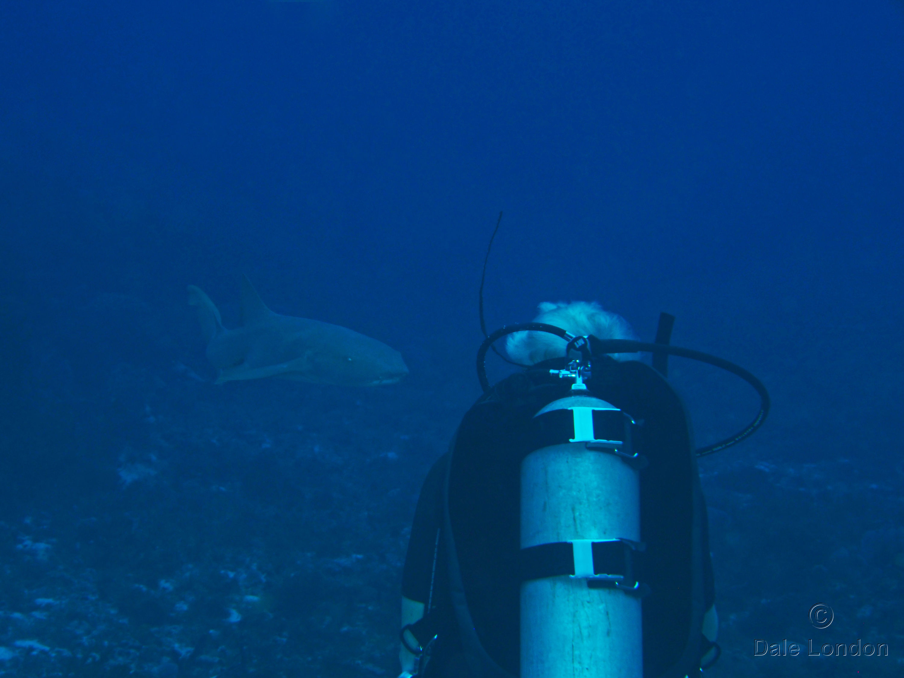 Cozumel Nurse shark