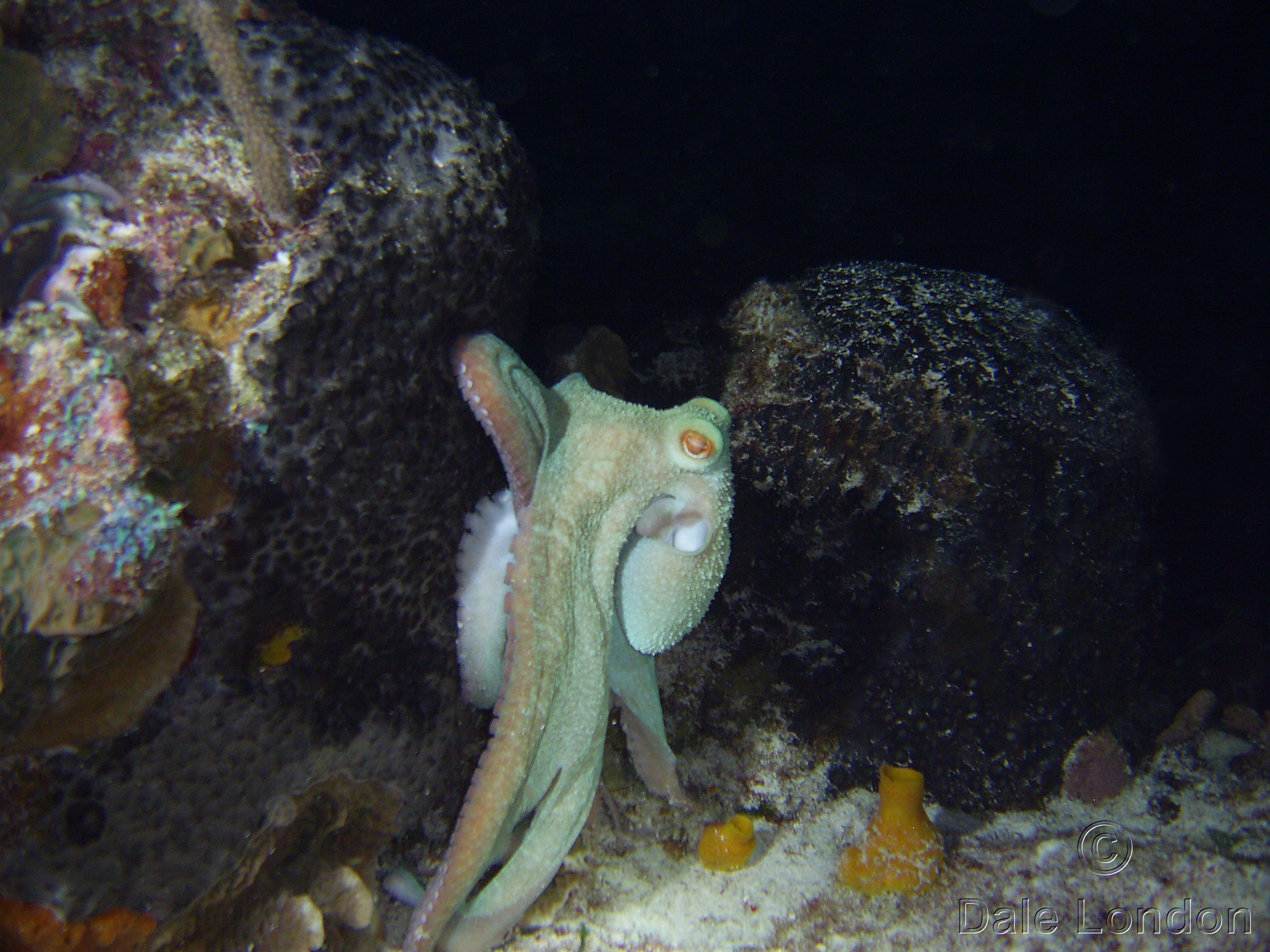 Cozumel Oct Octopus 1