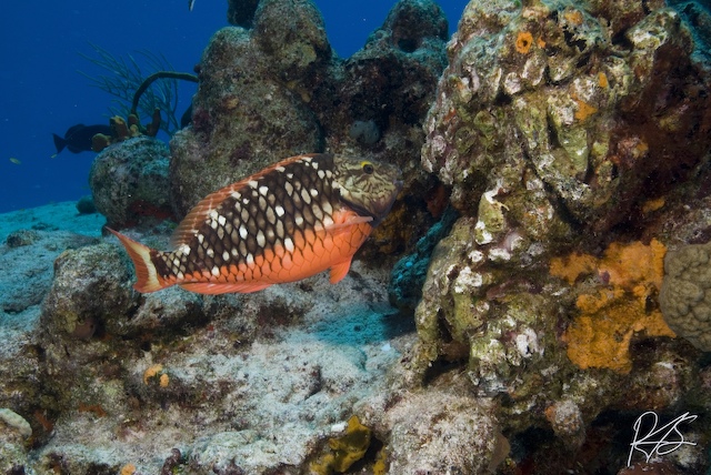 Cozumel October 2006