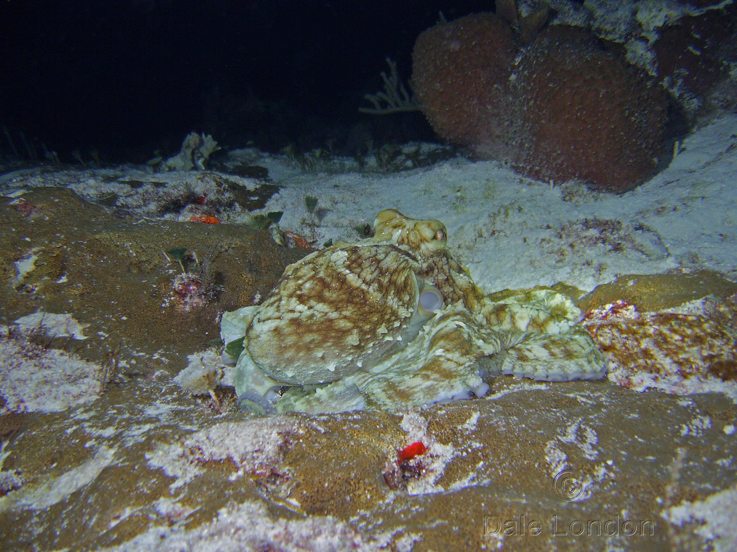 Cozumel Octopus 2