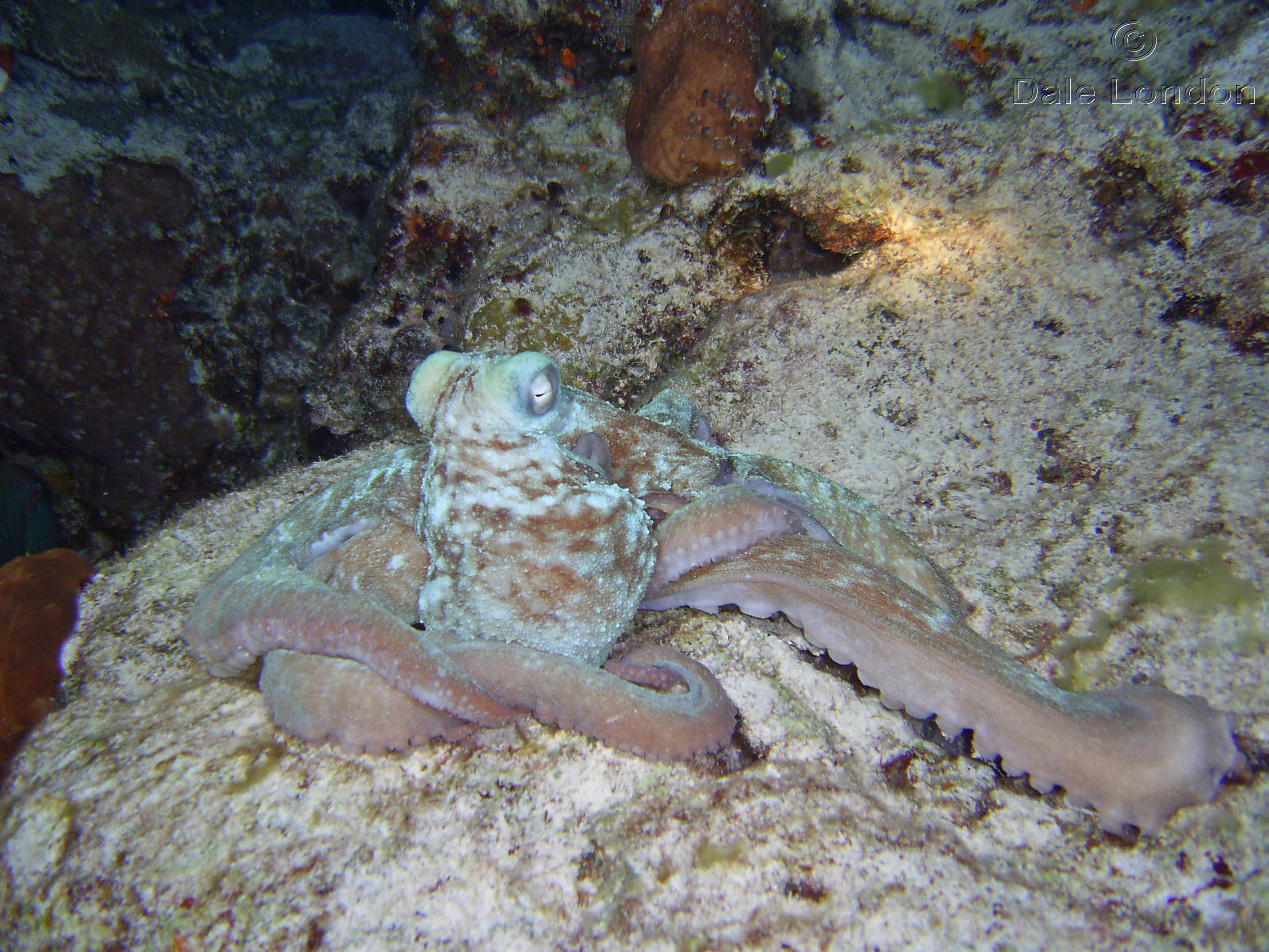 Cozumel Octopus