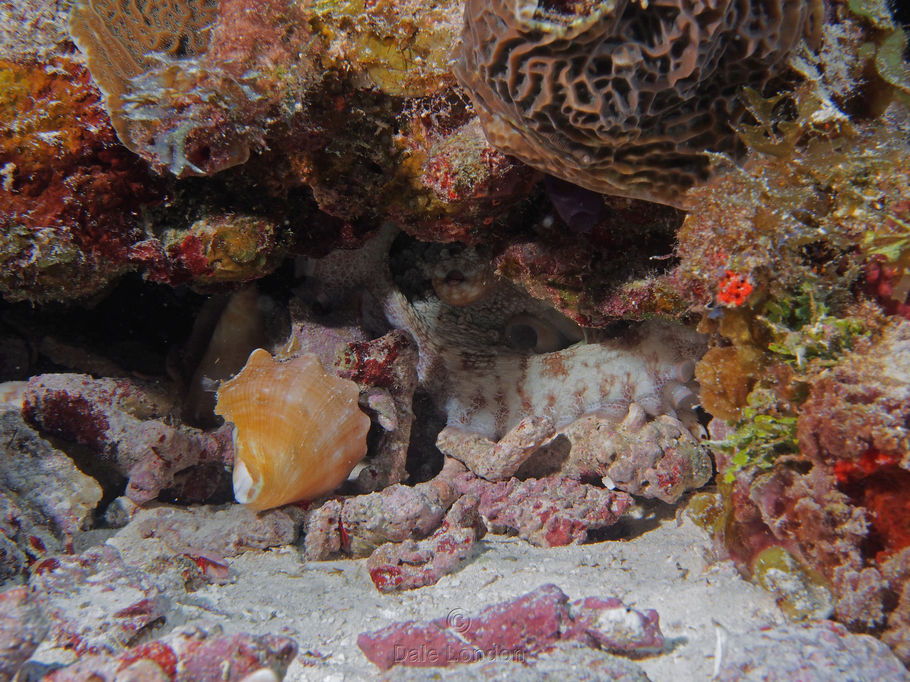 Cozumel Octopus