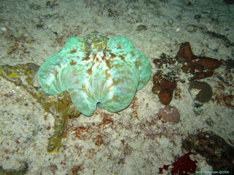 Cozumel Octopus