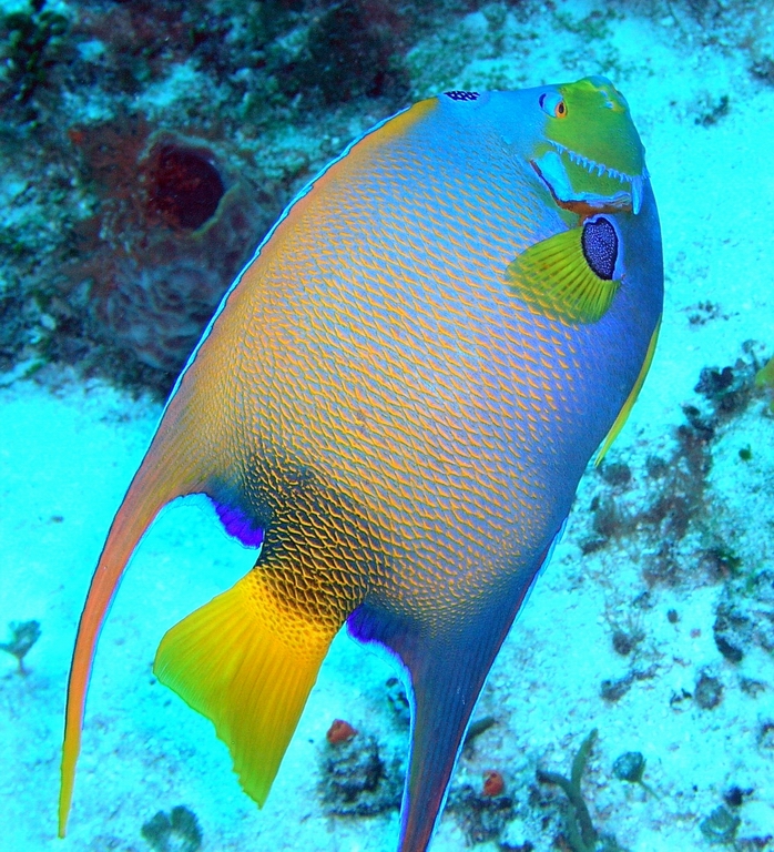 cozumel - queen angelfish