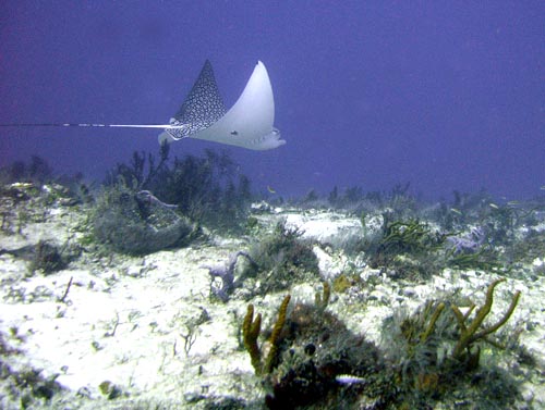 Cozumel Rays and Skates